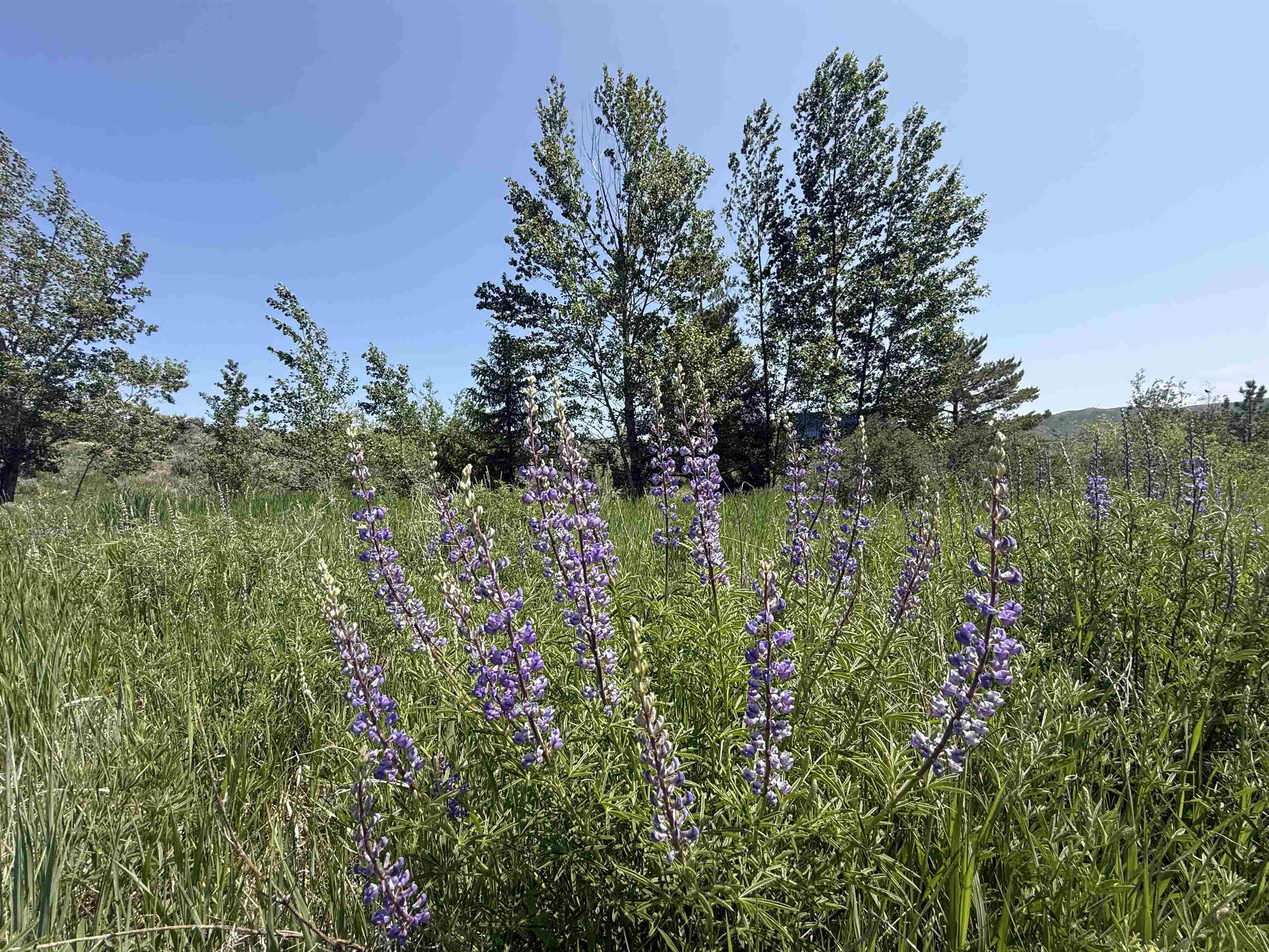 775 E 10820 N, Malad City, Idaho image 14