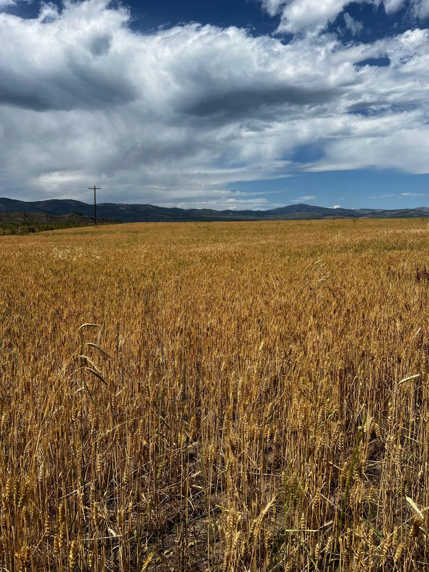 TBD Lot 1 S Nipper Road, Bancroft, Idaho image 1