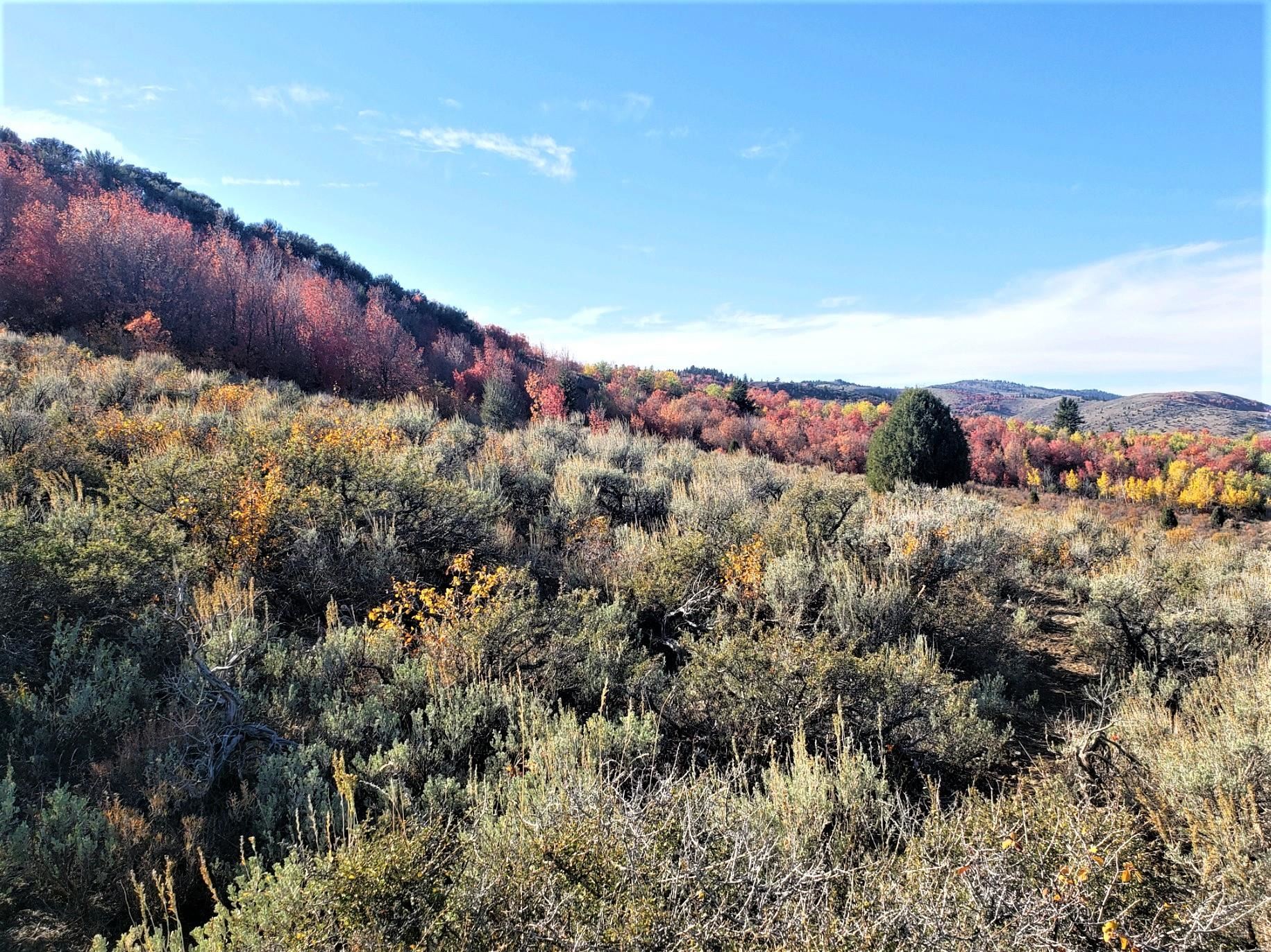 1354 Stauffer Canyon Road, Montpelier, Idaho image 7