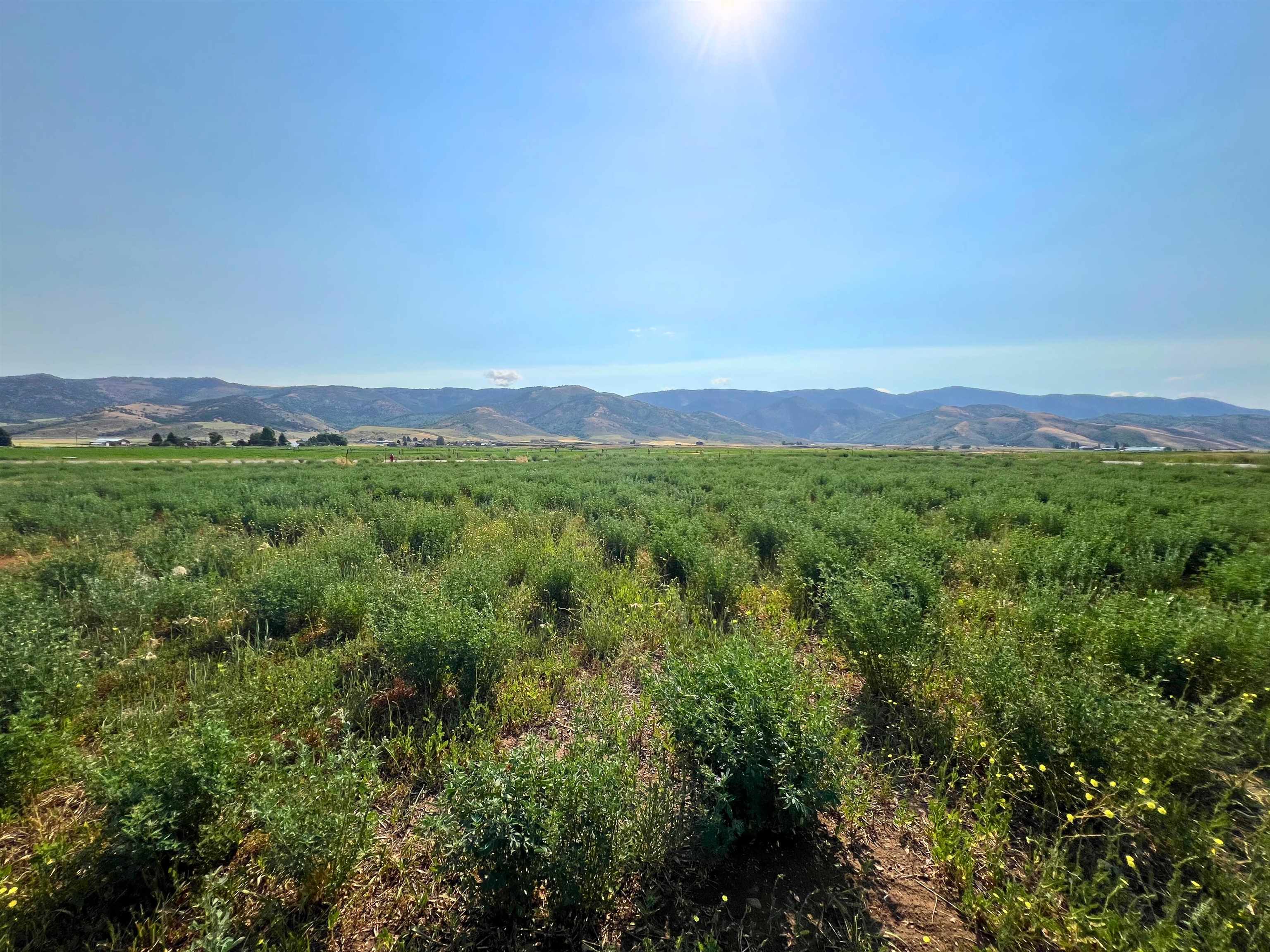 TBD Diane Drive #LOT 39, Grace, Idaho image 2