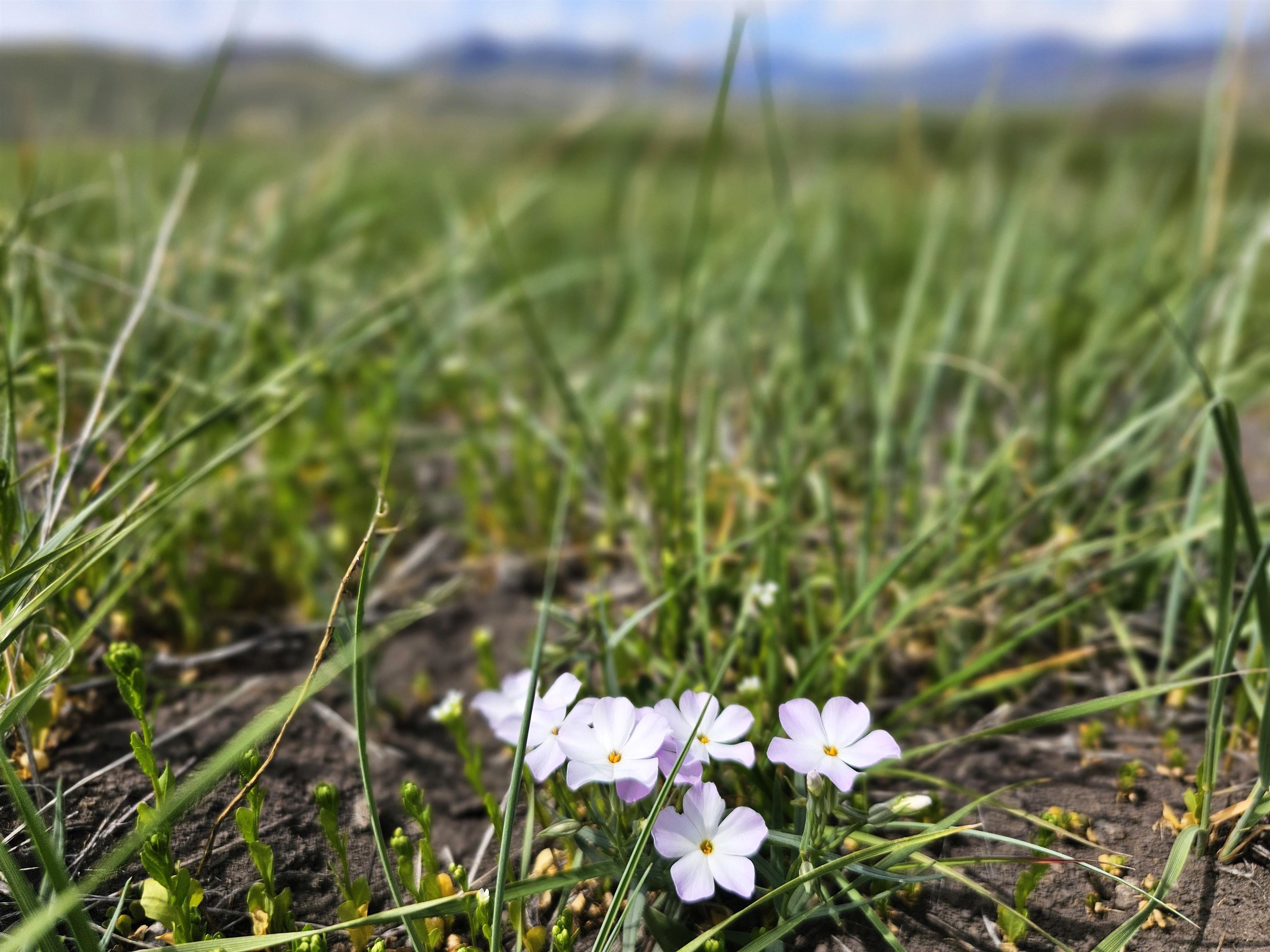 Lot 7 Dry Fork Rd, Moore, Idaho image 22
