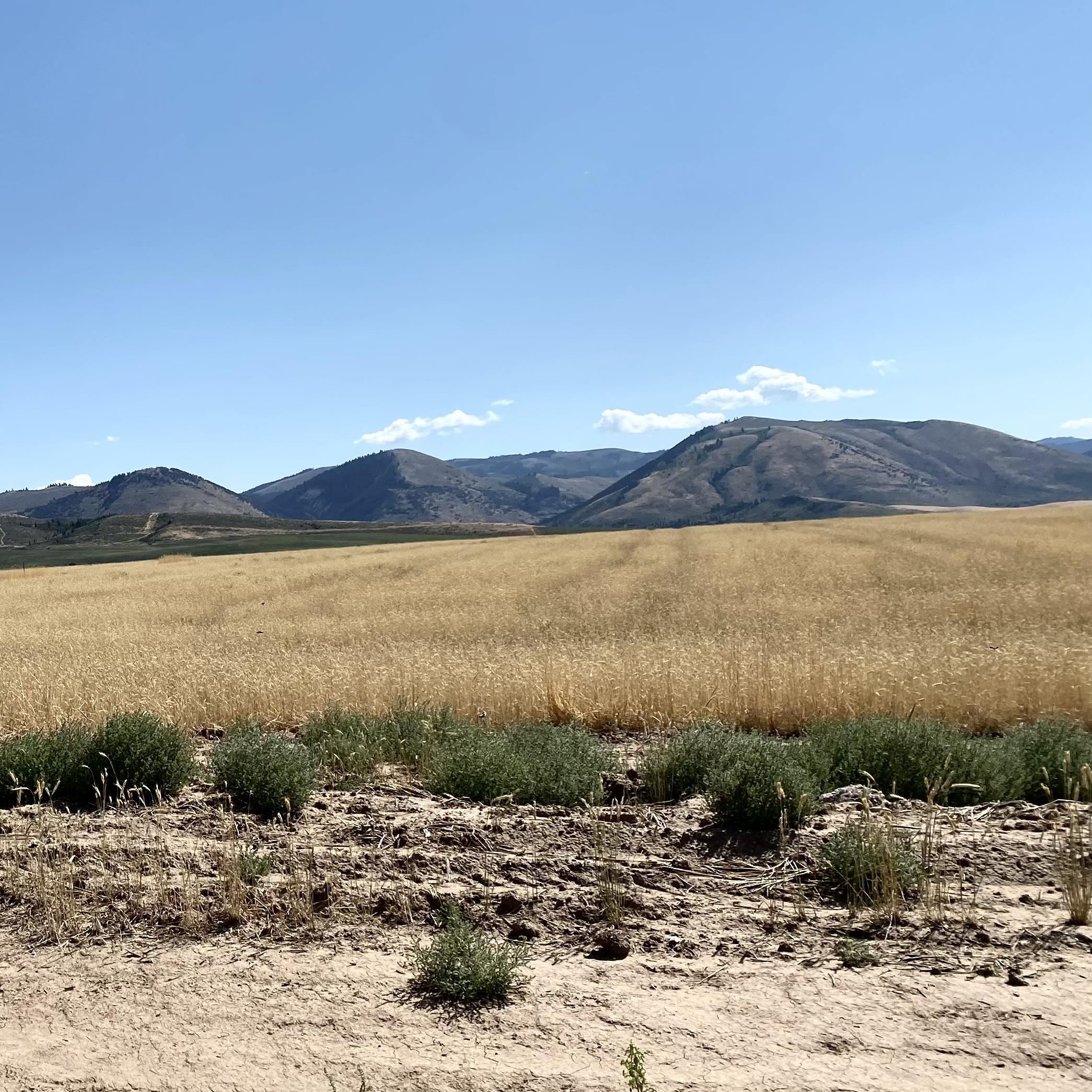 TBD Lakey Loop  Lot 27, Soda Springs, Idaho image 22