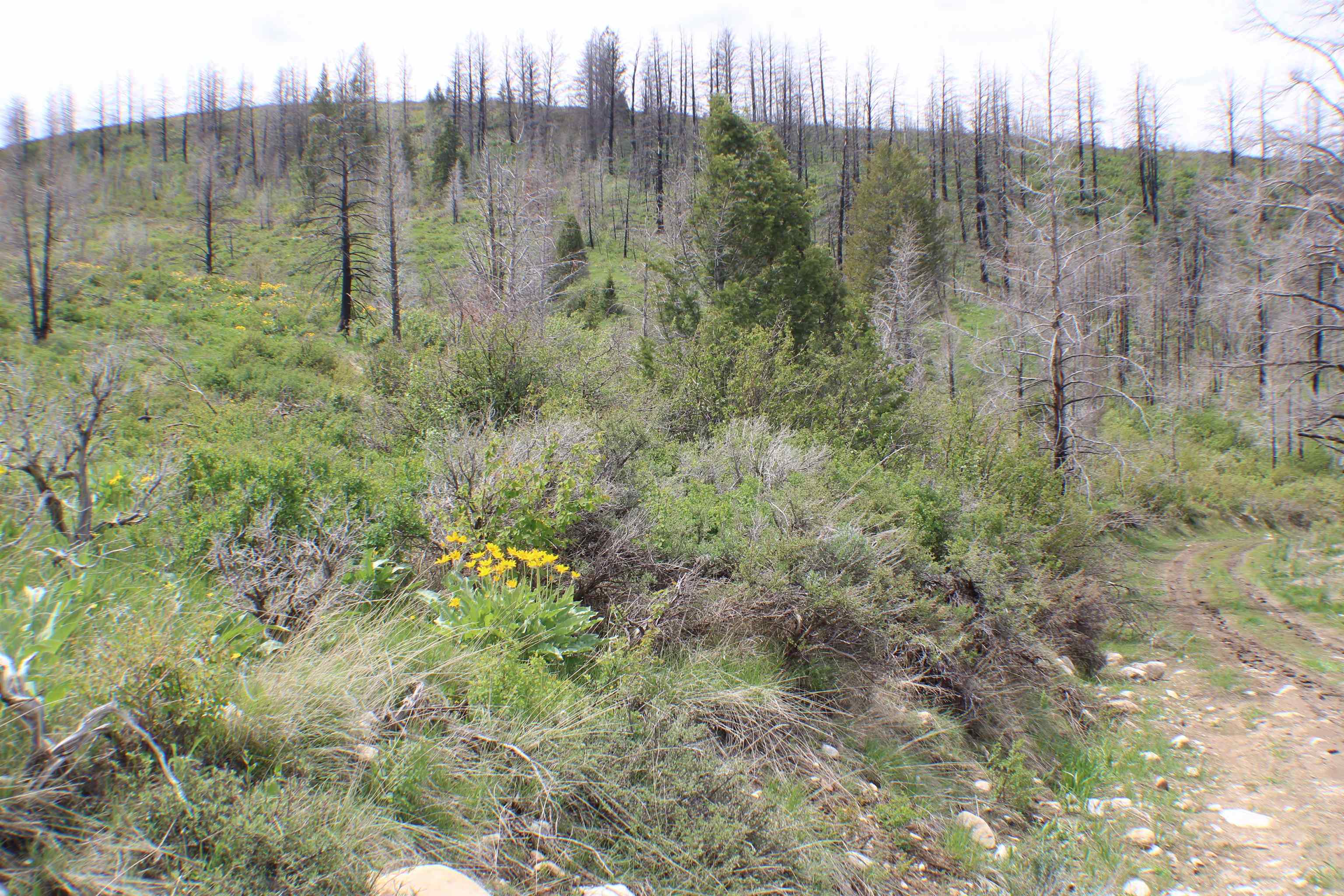 0042 Caribou Village Subdivision, Phase 1, Block 2, #LOT 42 CARIBOU ROAD, Soda Springs, Idaho image 13