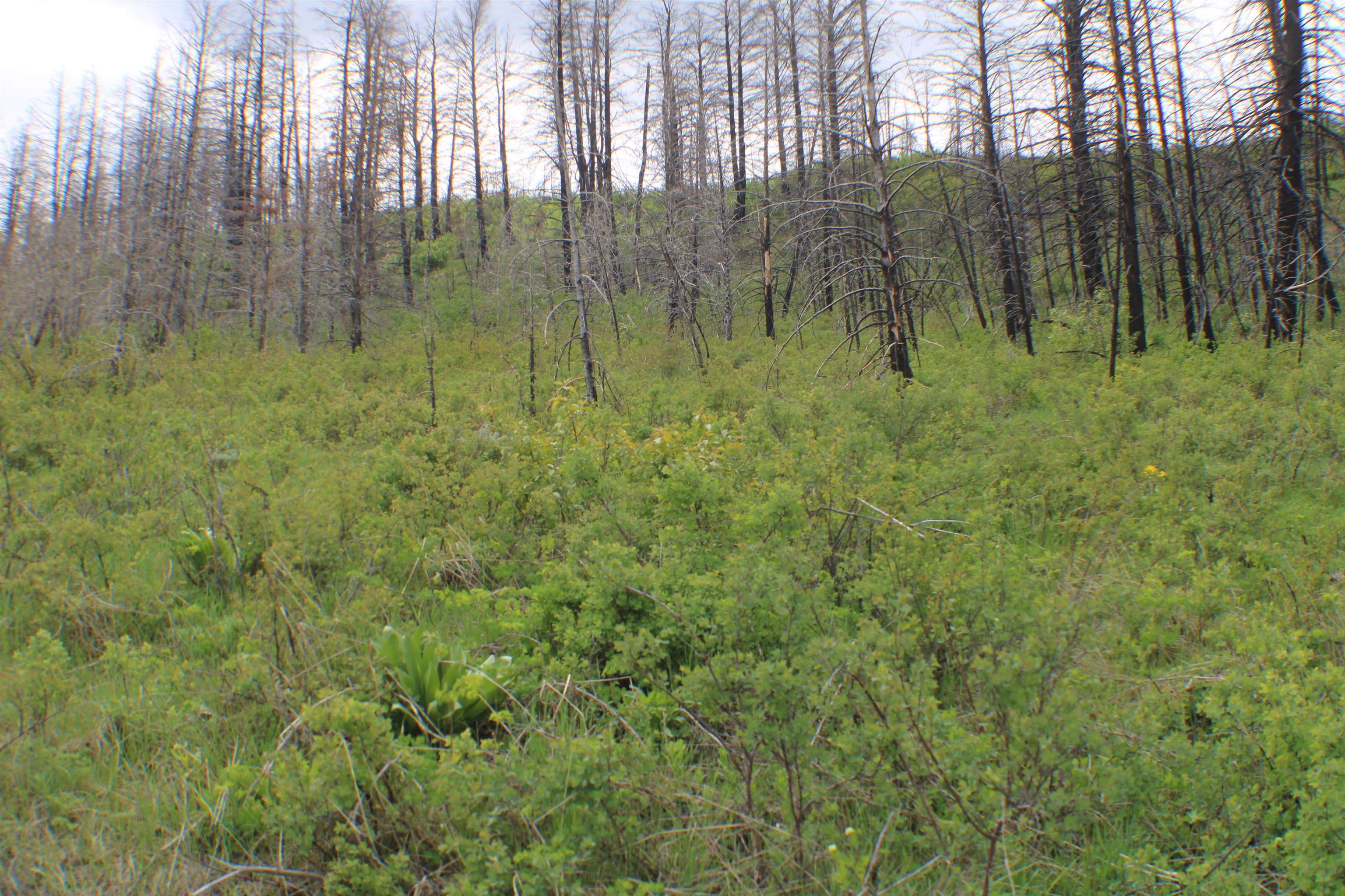 0042 Caribou Village Subdivision, Phase 1, Block 2, #LOT 42 CARIBOU ROAD, Soda Springs, Idaho image 12