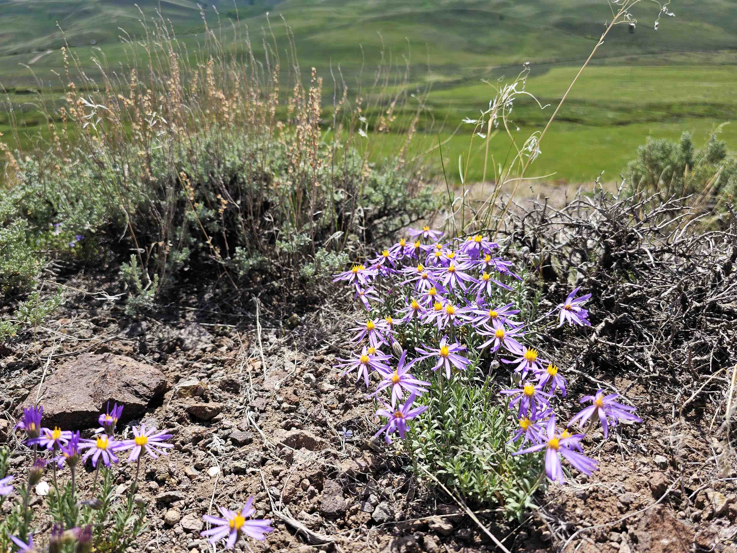 Lot 10 Dry Fork Rd, Moore, Idaho image 21
