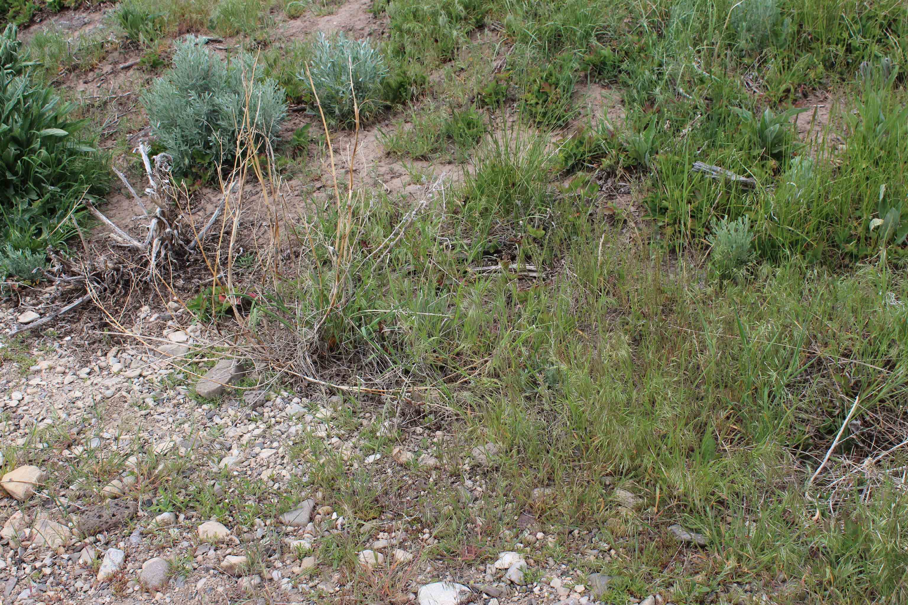 Lot 63 Caribou Village #2, Soda Springs, Idaho image 3