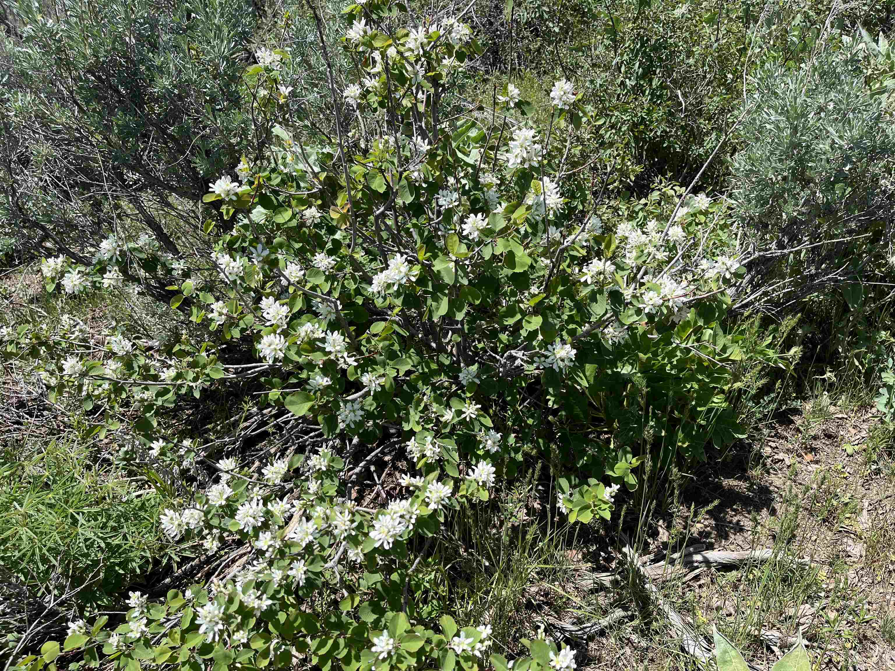 W Whispering Pines Road, Pocatello, Idaho image 34