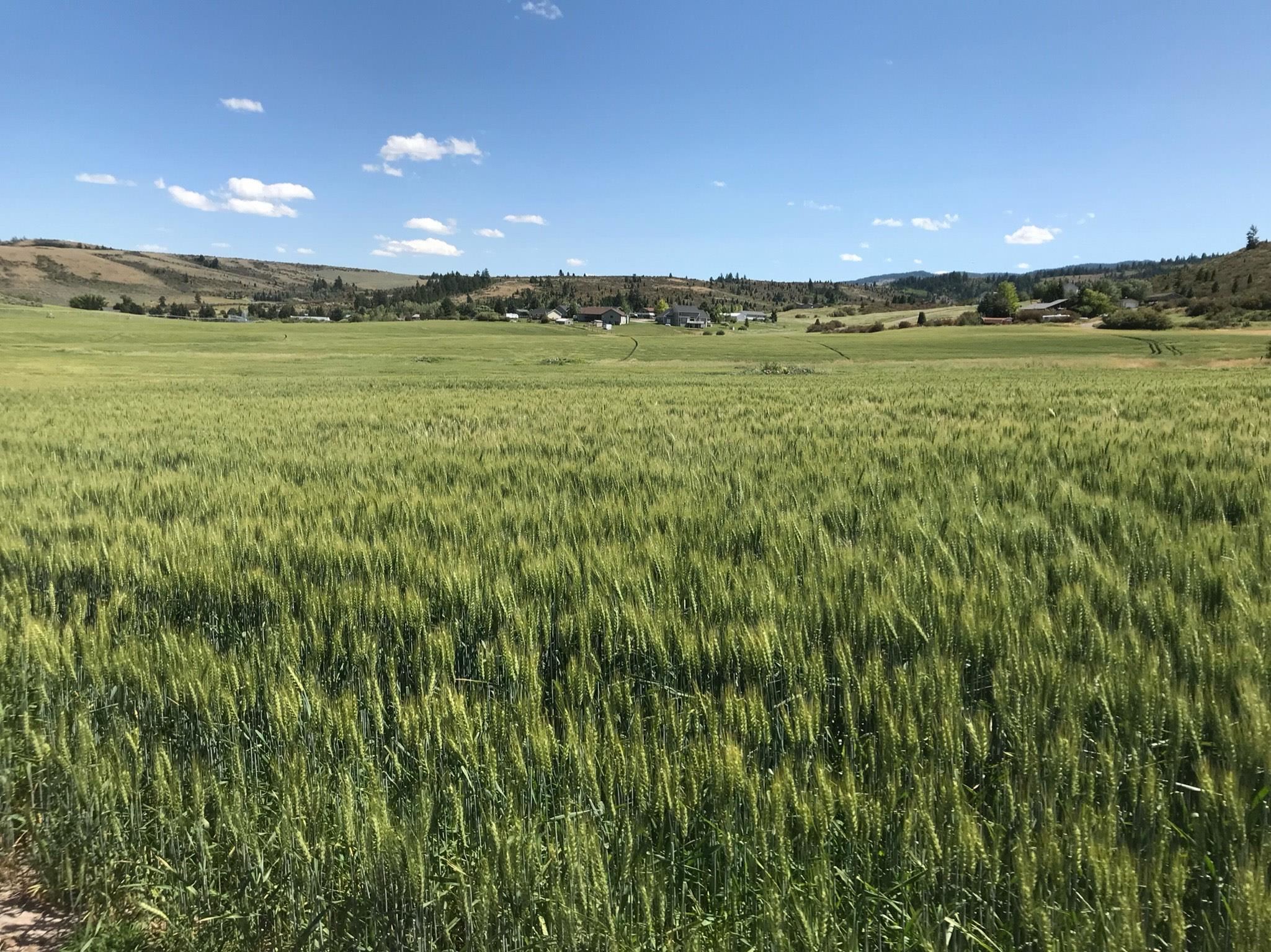TBD 183ac Bailey Creek Rd, Soda Springs, Idaho image 8