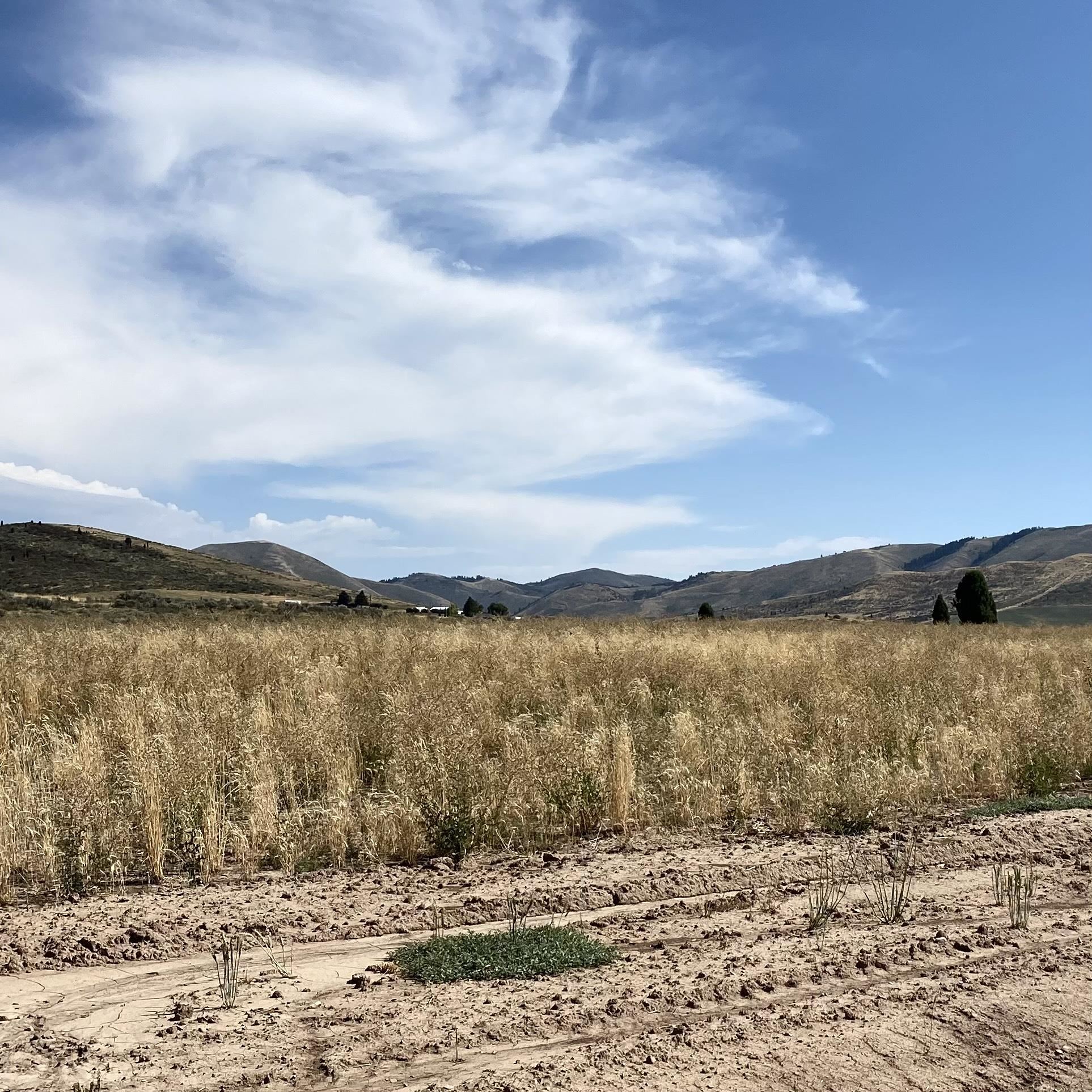 TBD Lakey Loop Lot 19, Soda Springs, Idaho image 4