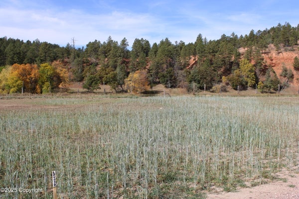 131 RED DEVIL DR, HULETT, WY 82720 - Image 37baafb24403e3bbe818828e44ab7e19/3817856410