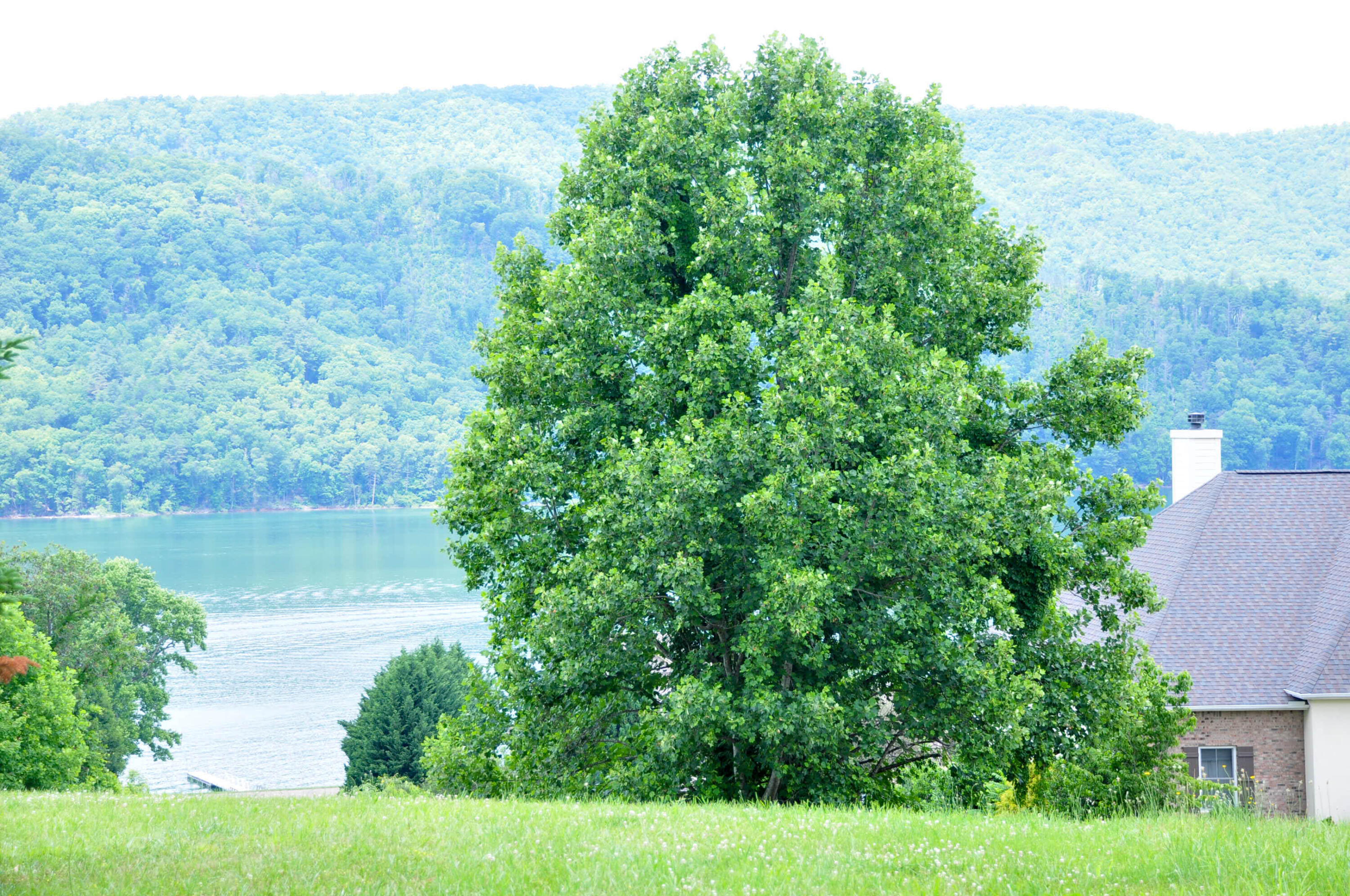 Lot 29 Harbour View Road, Butler, Tennessee image 3