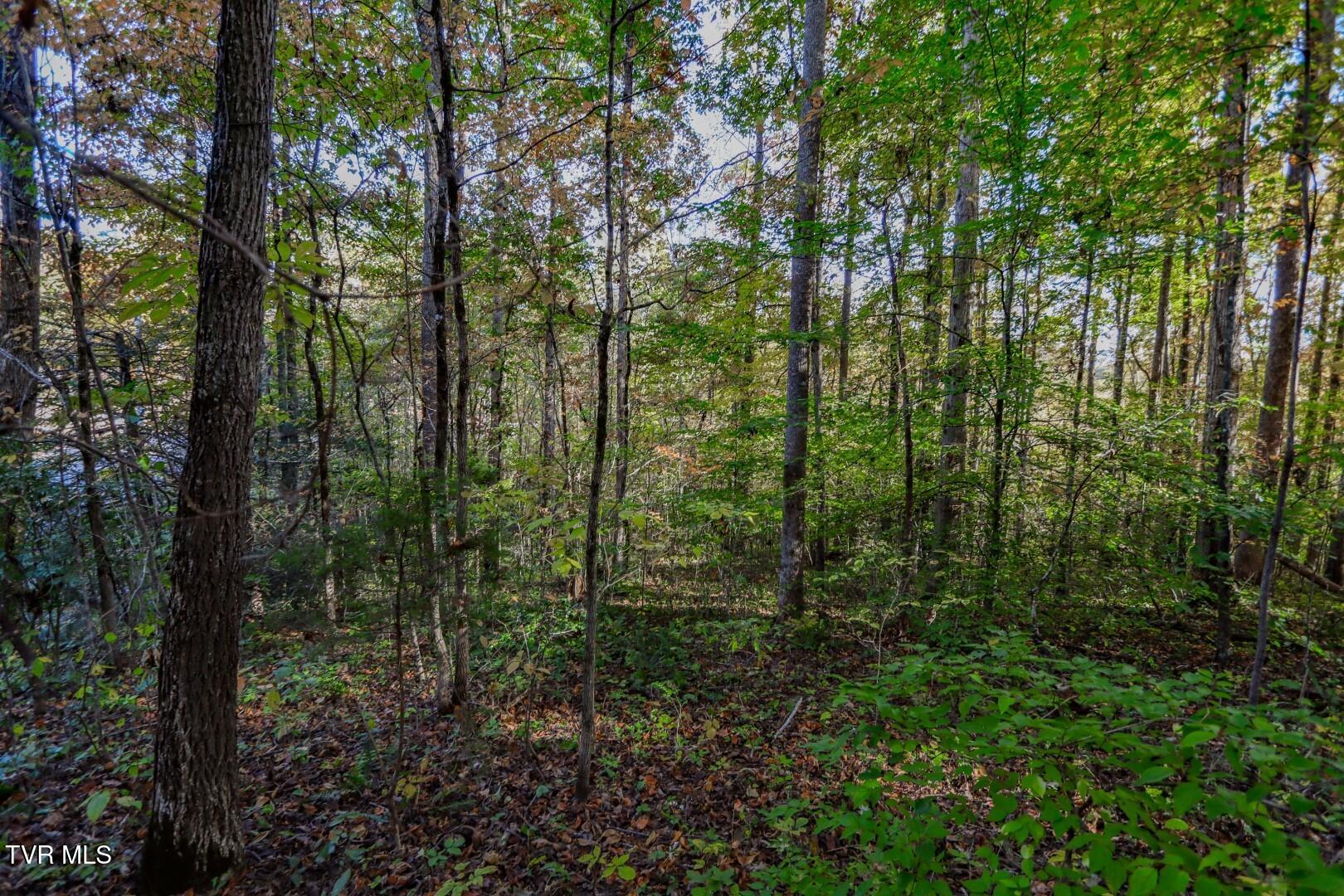 1409&1405 Timber Trail, Newport, Tennessee image 19