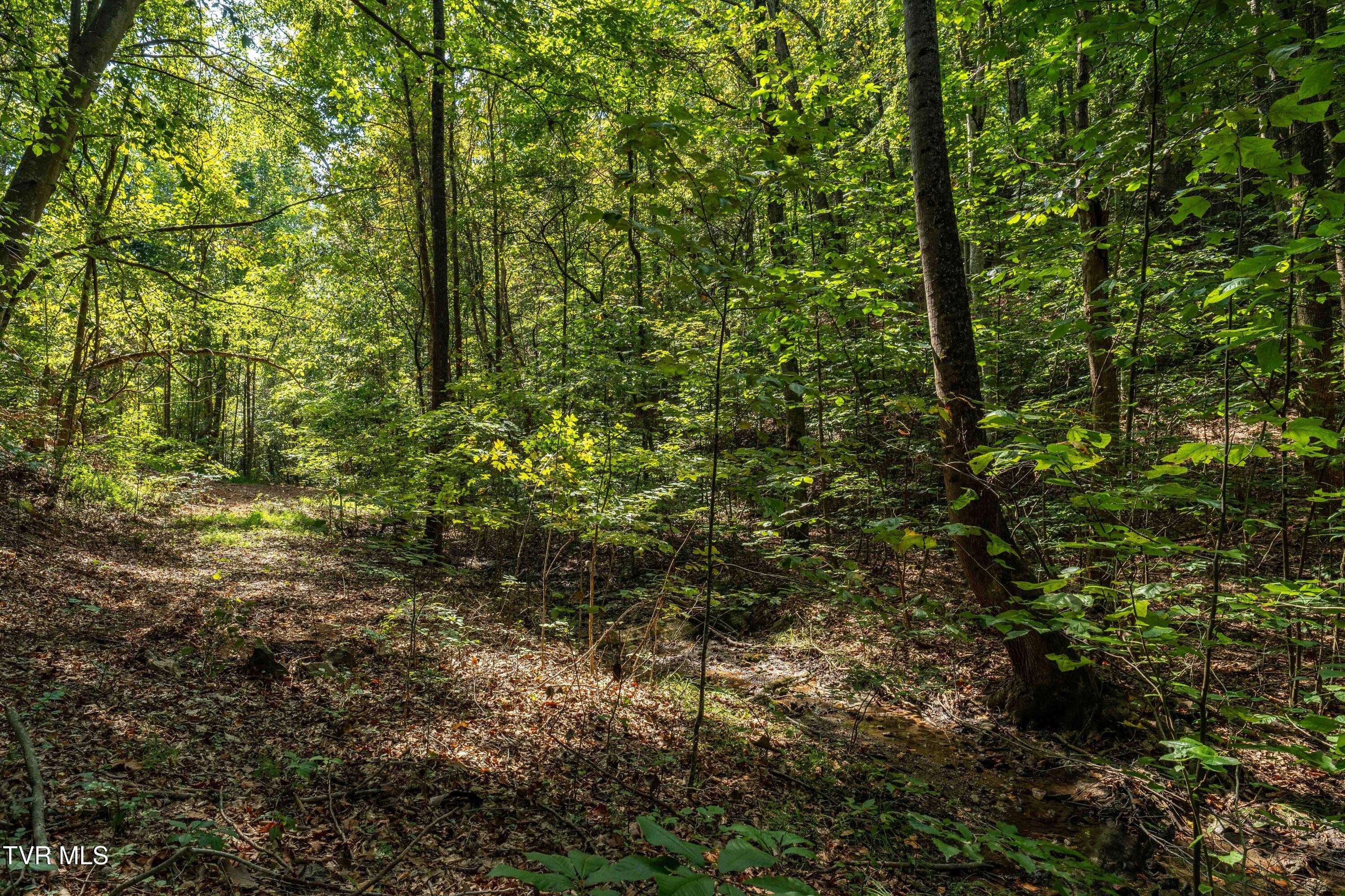 Tbd Ninny Ridge Rd, Whitesburg, Tennessee image 24
