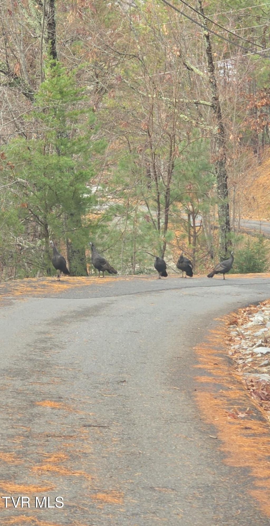 Photo of 4 Glenview Way, Sevierville, TN 37862 (MLS # 9989040)