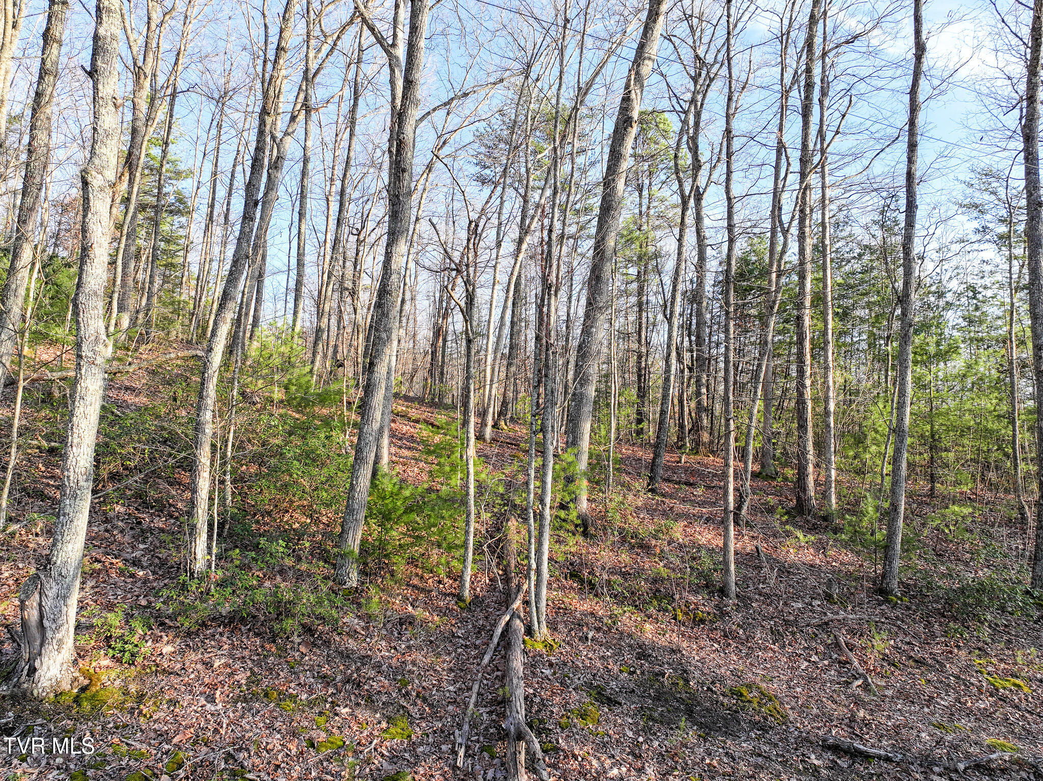 Tbd Black Oak Dr, Sevierville, Tennessee image 10