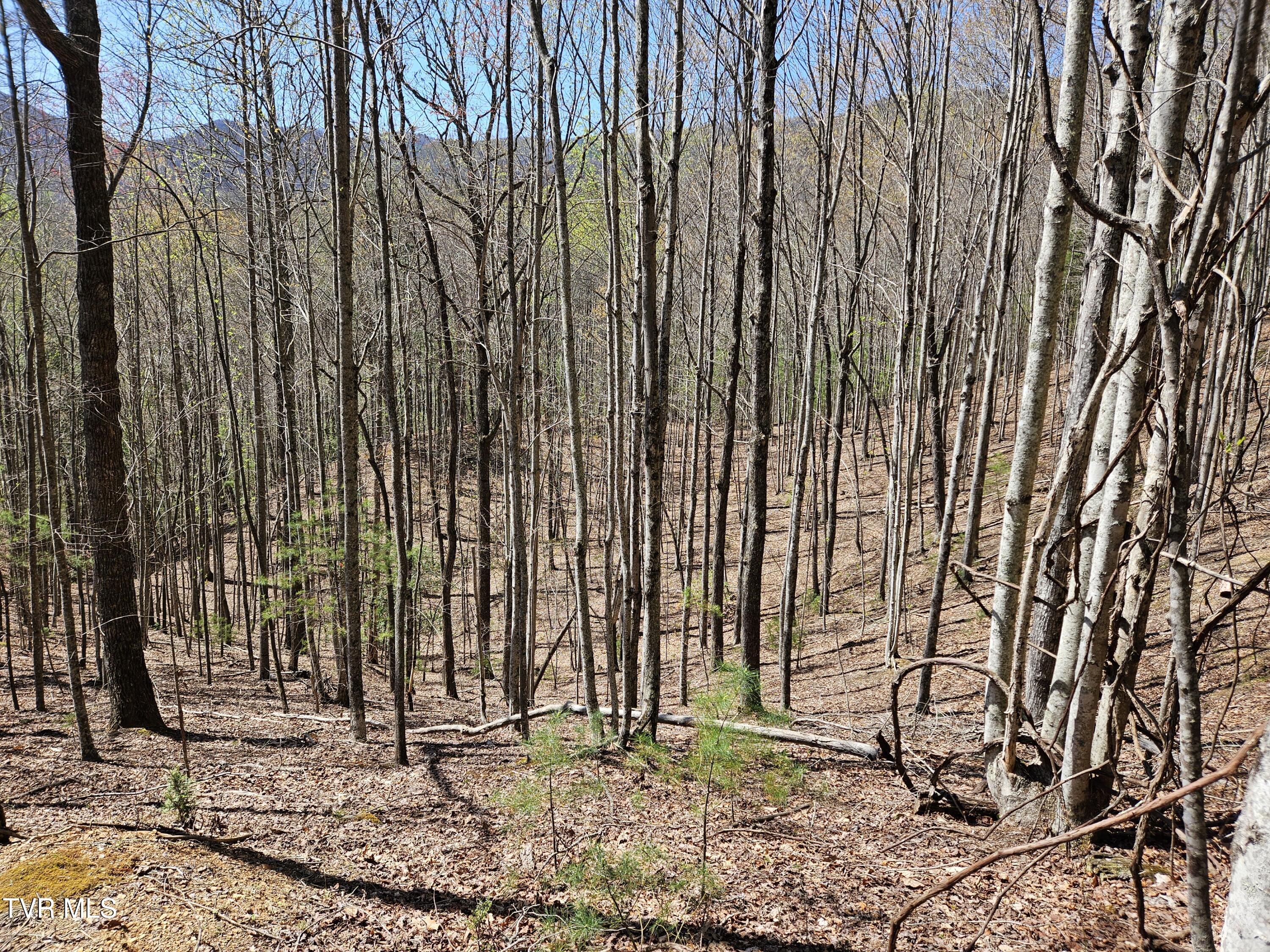 0000 Ray Kegley Road, Erwin, Tennessee image 6