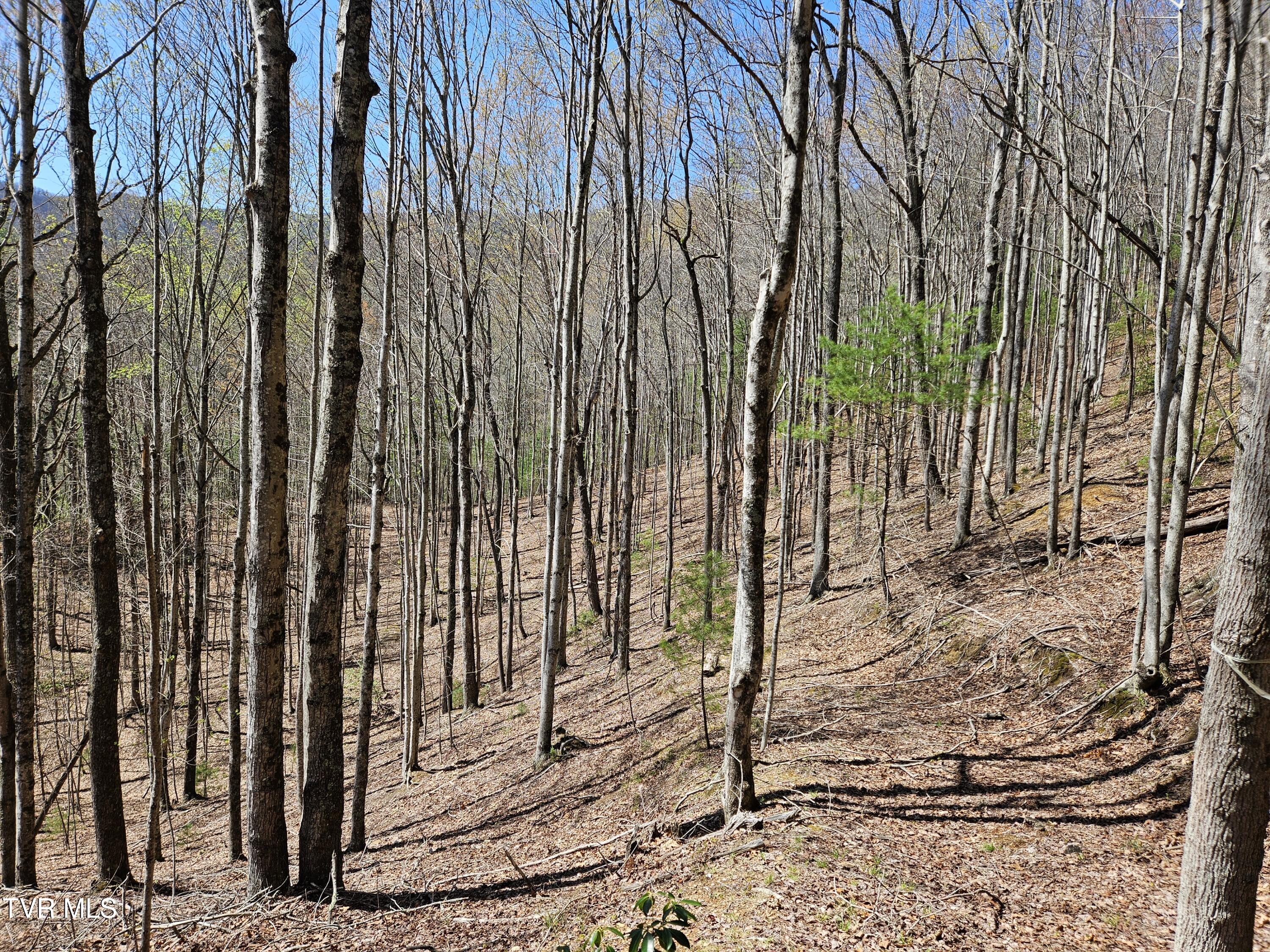 0000 Ray Kegley Road, Erwin, Tennessee image 8