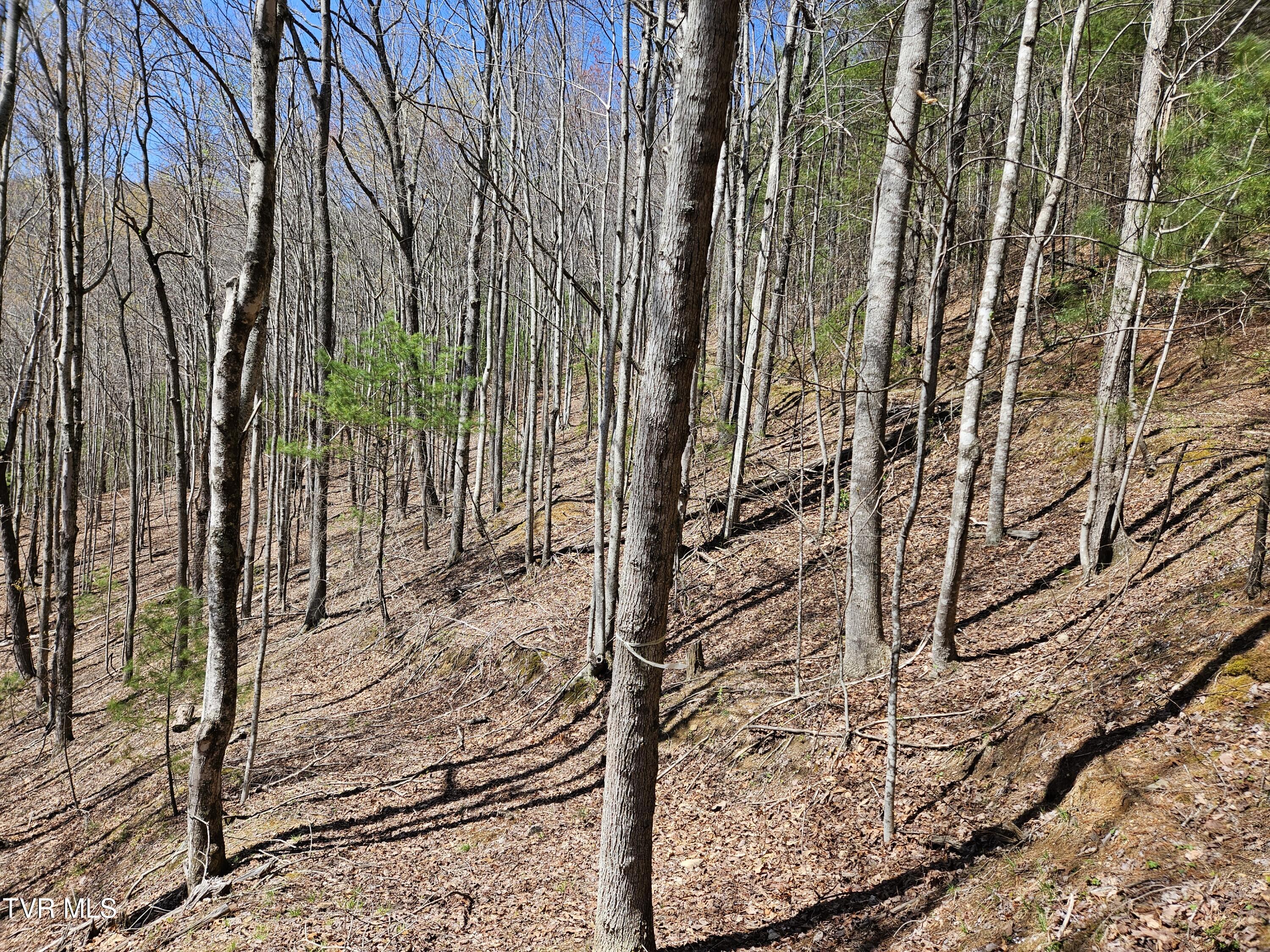 0000 Ray Kegley Road, Erwin, Tennessee image 9