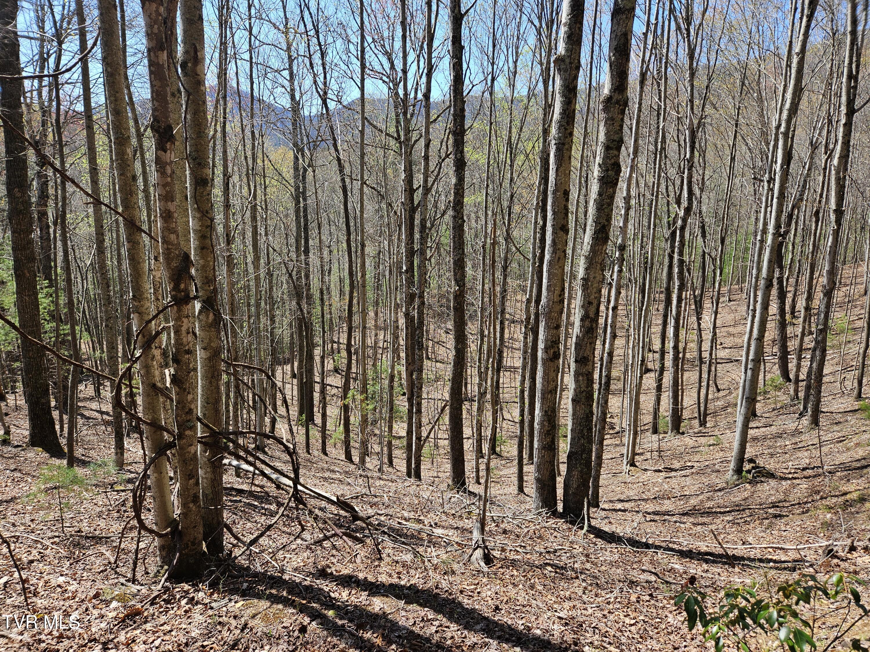 0000 Ray Kegley Road, Erwin, Tennessee image 7