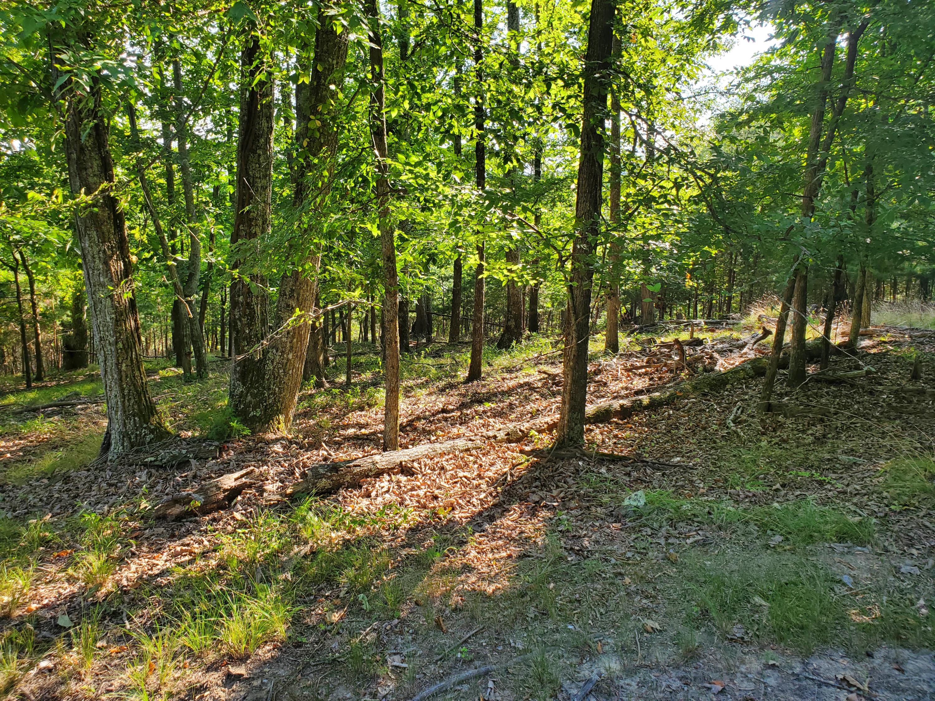 1324 Muskogee Drive, Mooresburg, Tennessee image 16