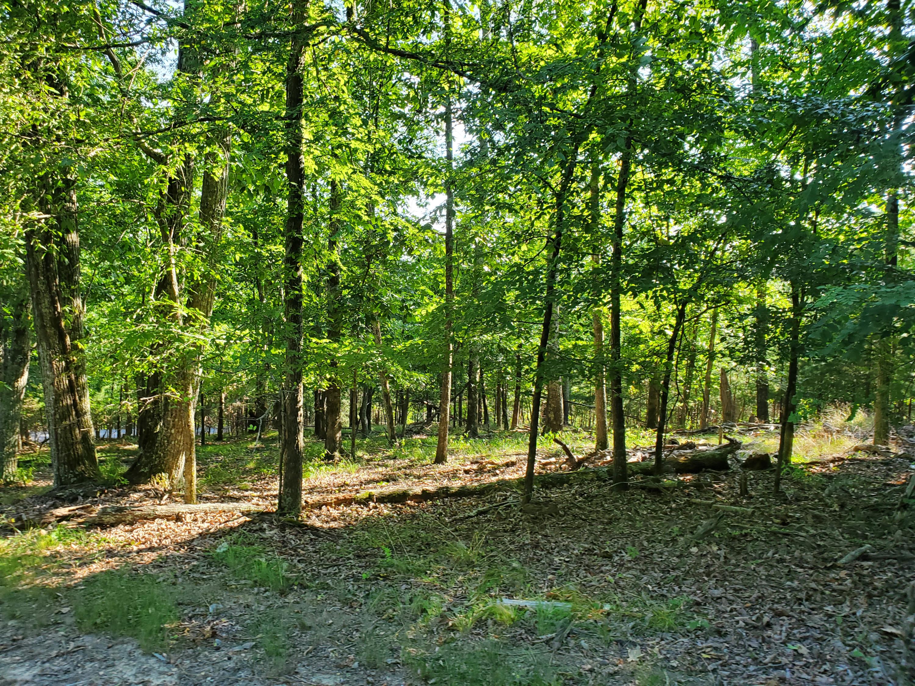 1324 Muskogee Drive, Mooresburg, Tennessee image 4