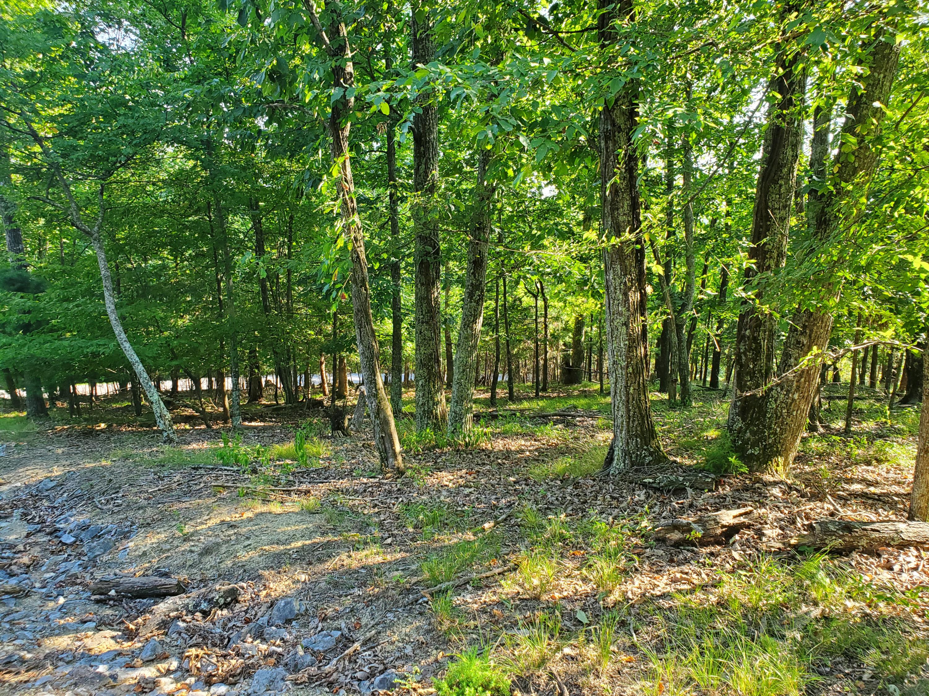 1324 Muskogee Drive, Mooresburg, Tennessee image 1
