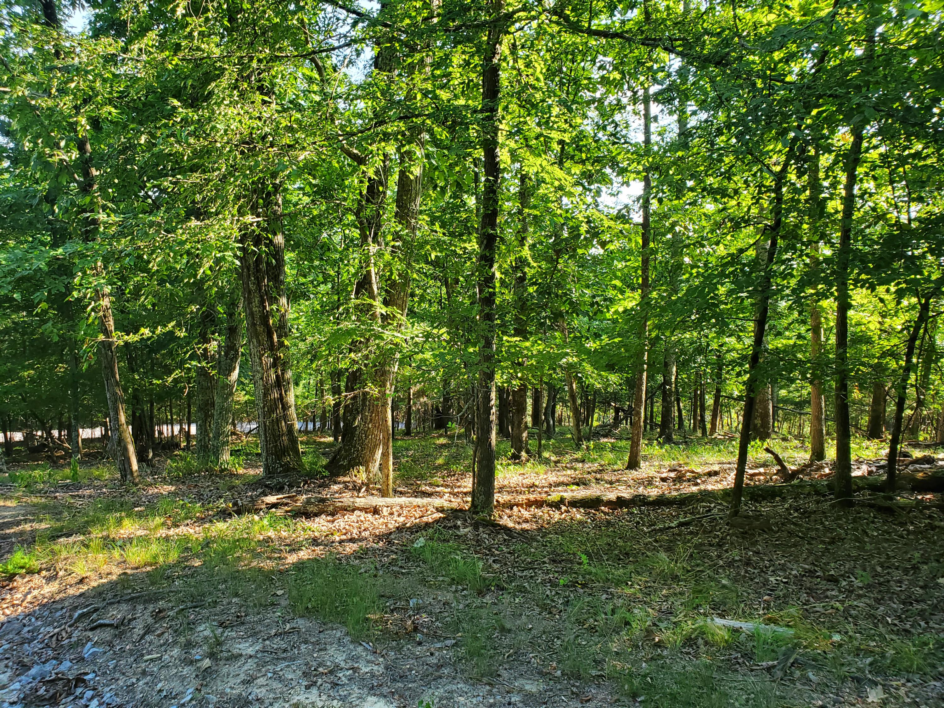 1324 Muskogee Drive, Mooresburg, Tennessee image 5
