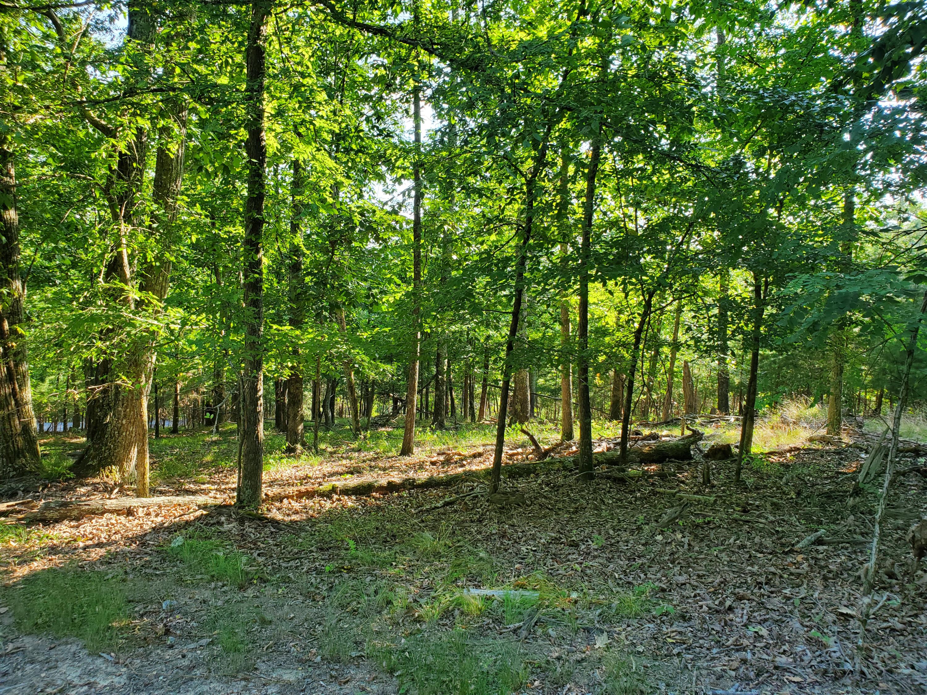 1324 Muskogee Drive, Mooresburg, Tennessee image 3