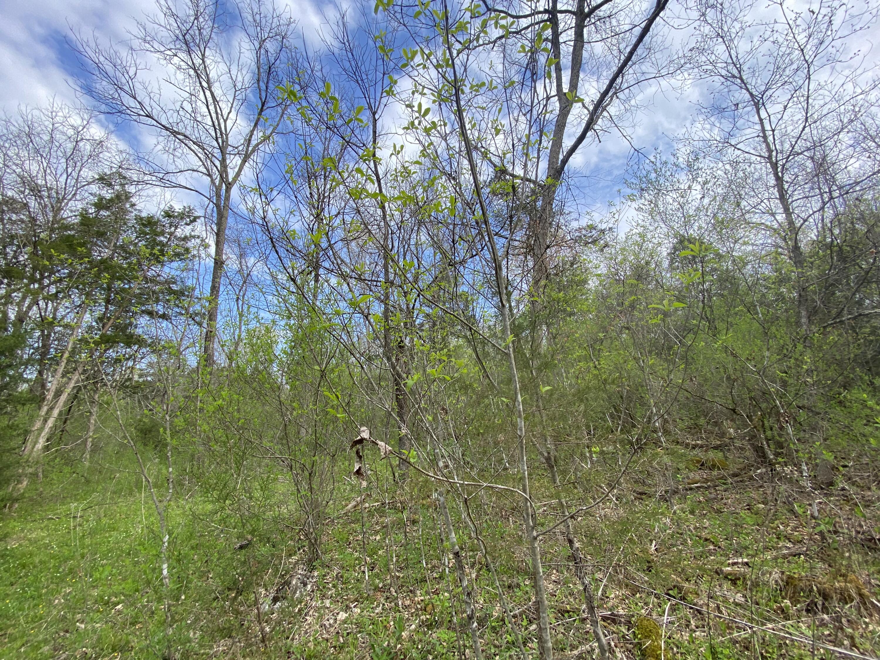 Tbd Melzoni Road, Pennington Gap, Virginia image 12