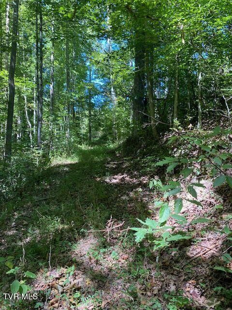 Vacant Land For Sale - TBD Hurricane Road<br/> Jonesville, VA 24263