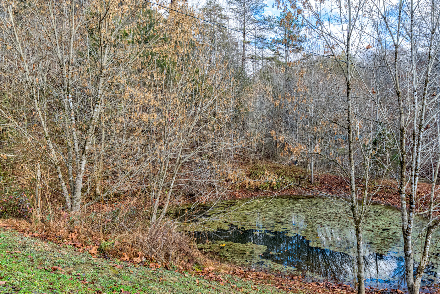 Tbd Bill Hicks Road, Rogersville, Tennessee image 6