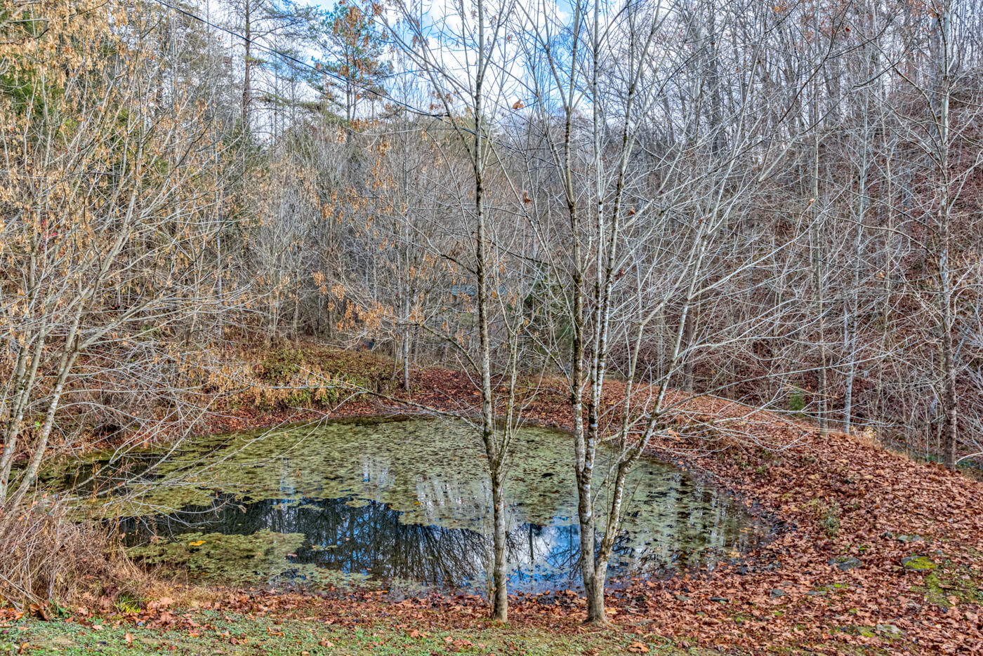 Tbd Bill Hicks Road, Rogersville, Tennessee image 7