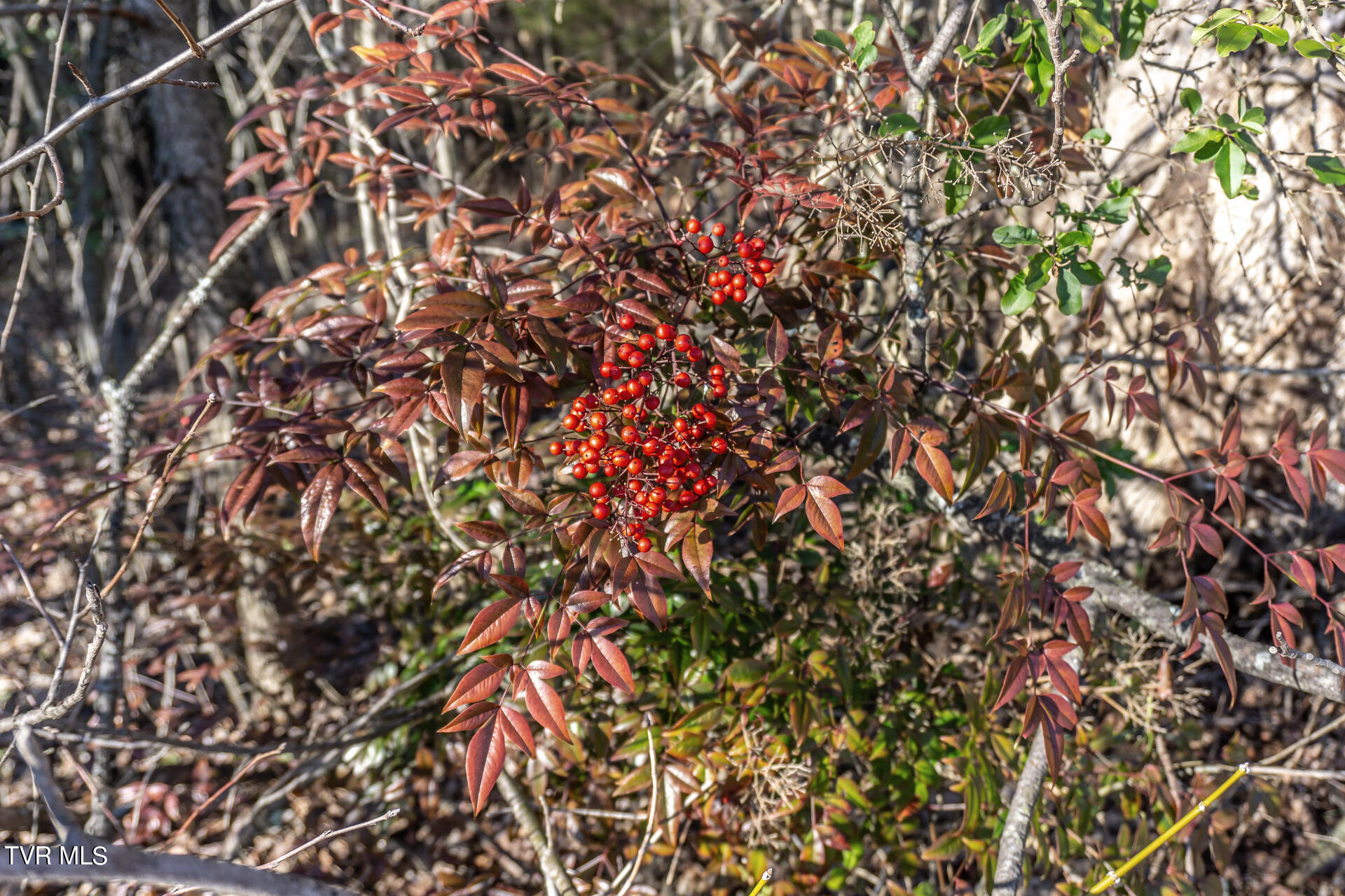Lot 22a West Drive, Parrottsville, Tennessee image 31