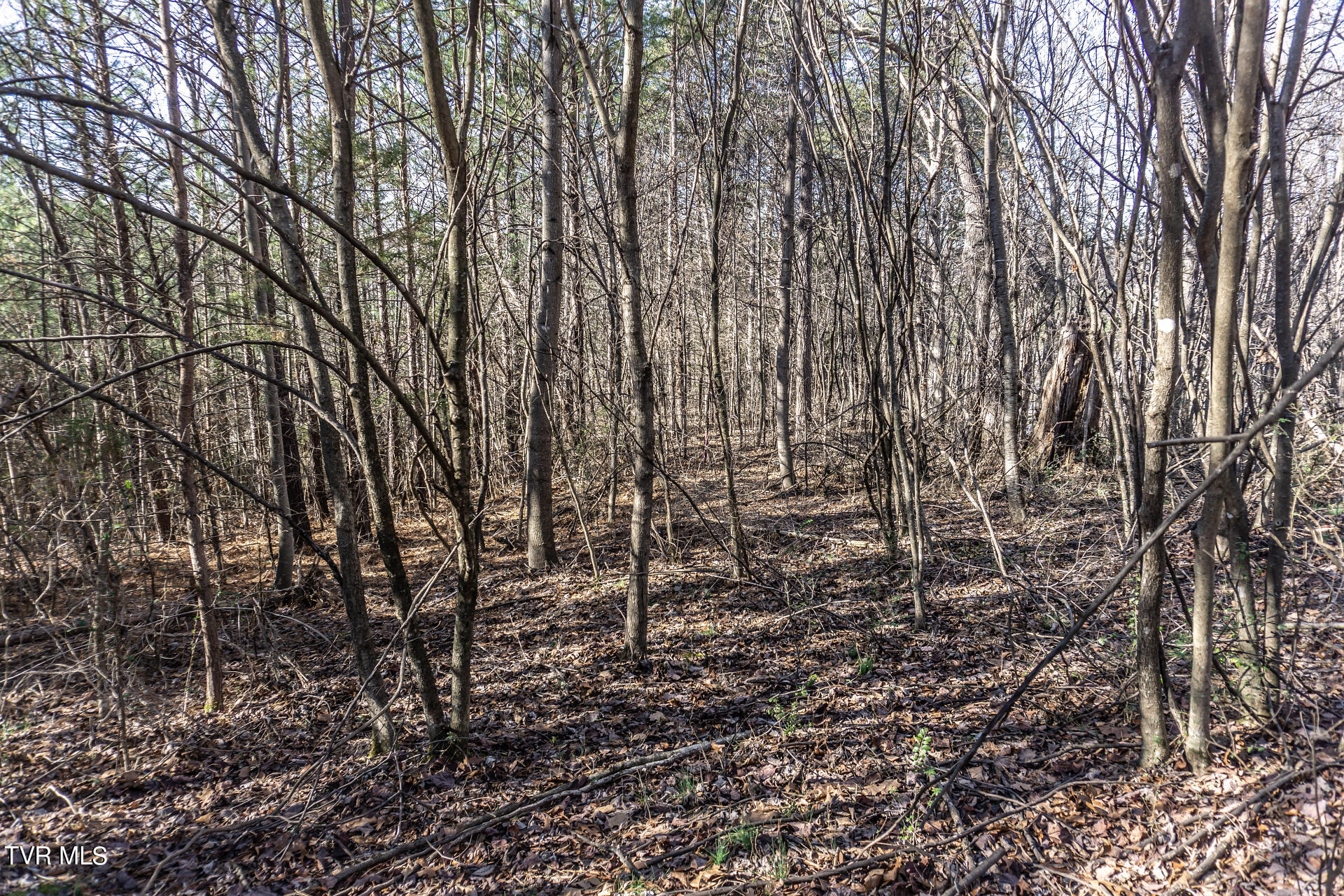 Lot 22a West Drive, Parrottsville, Tennessee image 28