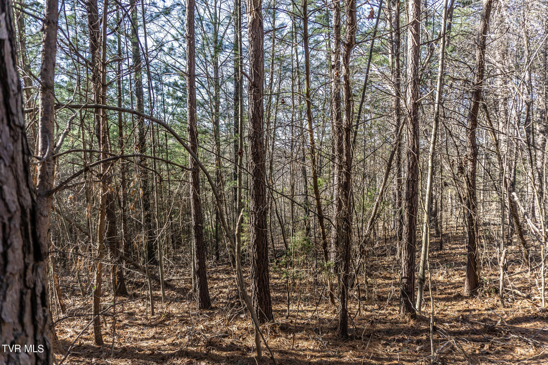 Lot 22a West Drive, Parrottsville, Tennessee image 30