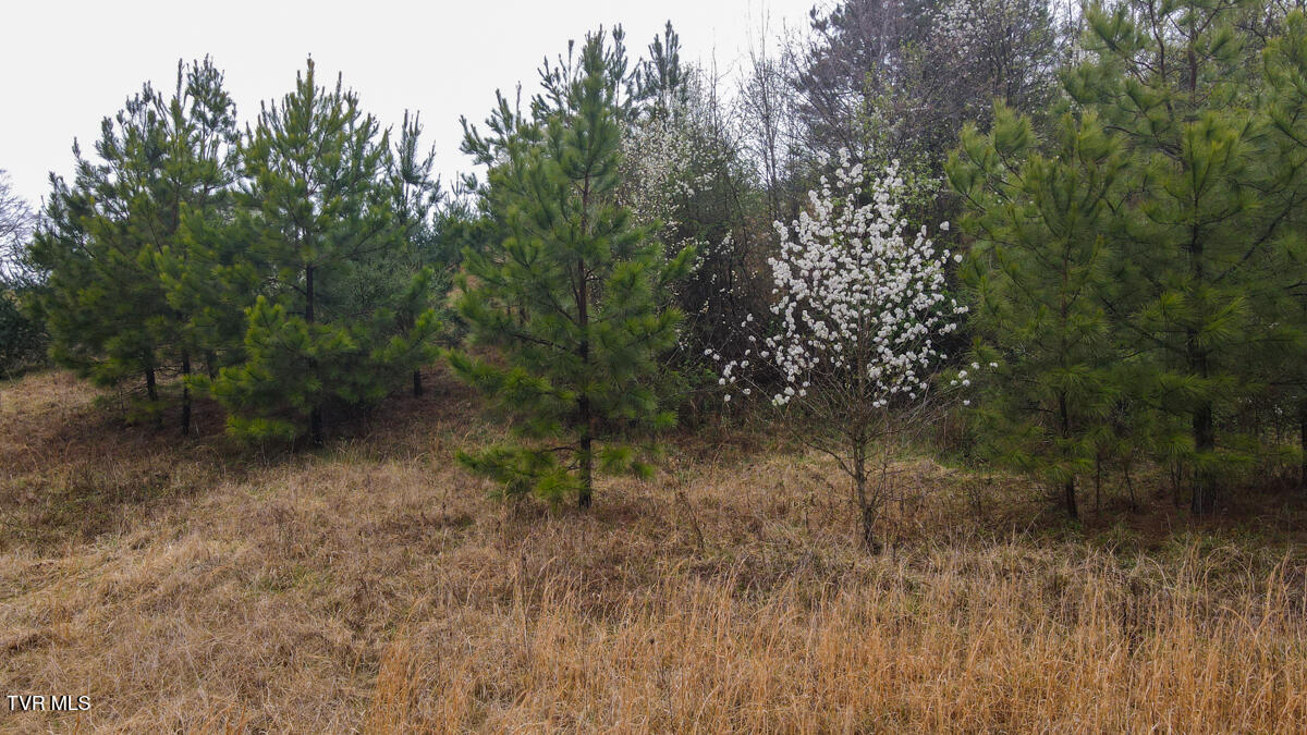 4401 Hwy 11w, Blountville, Tennessee image 8