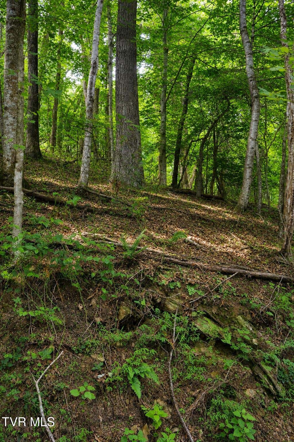 Photo of Tbd Moody Circle, Butler, TN 37640 (MLS # 9999032)