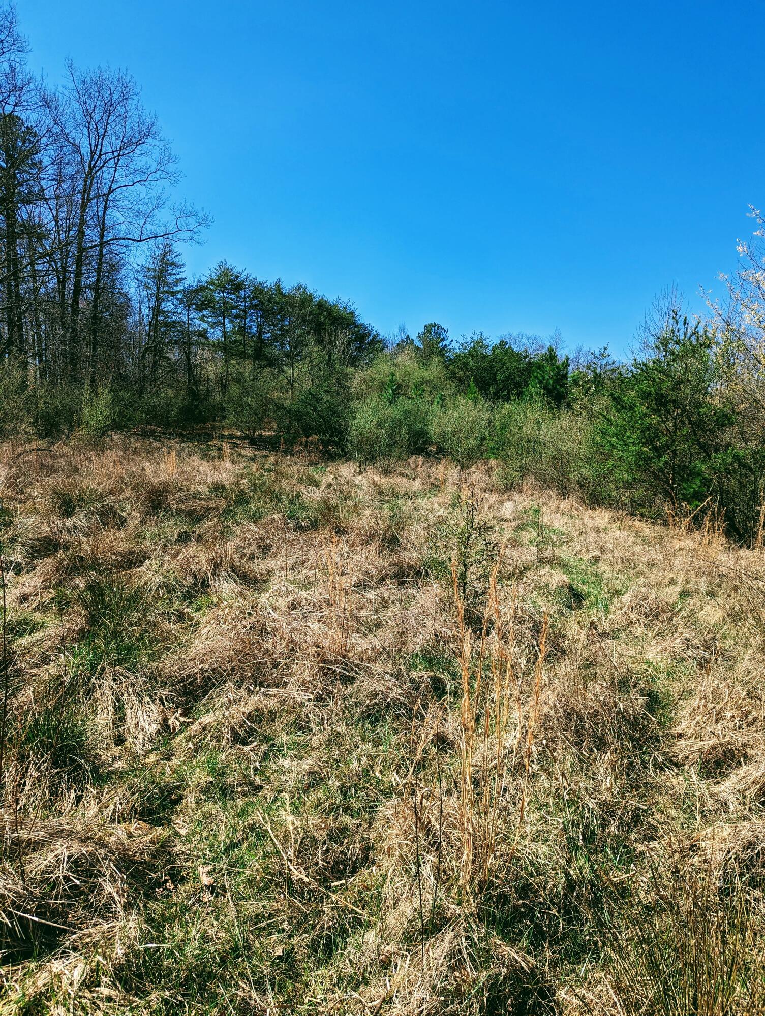 Tbd Honey Camp, Clintwood, Virginia image 12