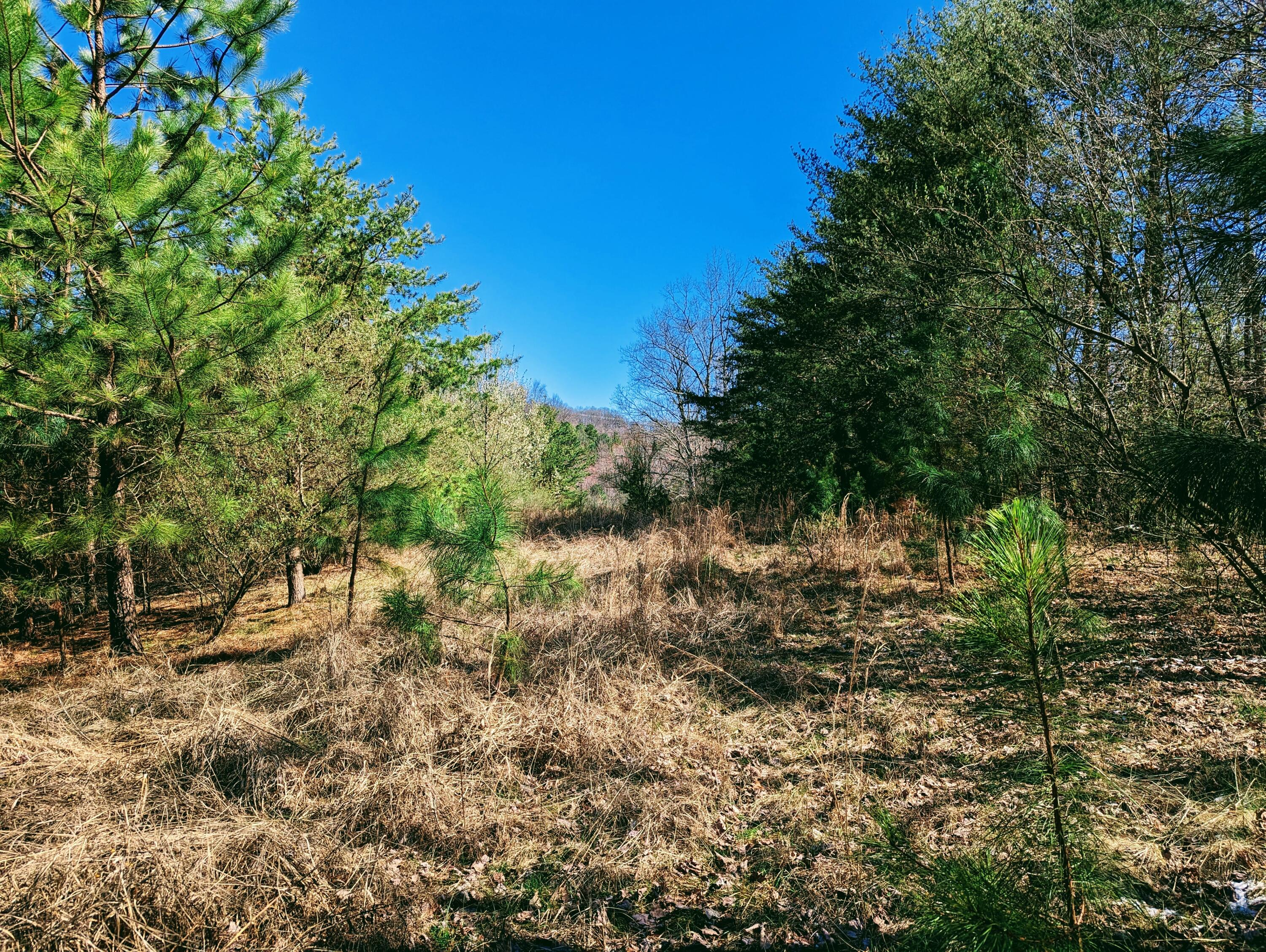 Tbd Honey Camp, Clintwood, Virginia image 3