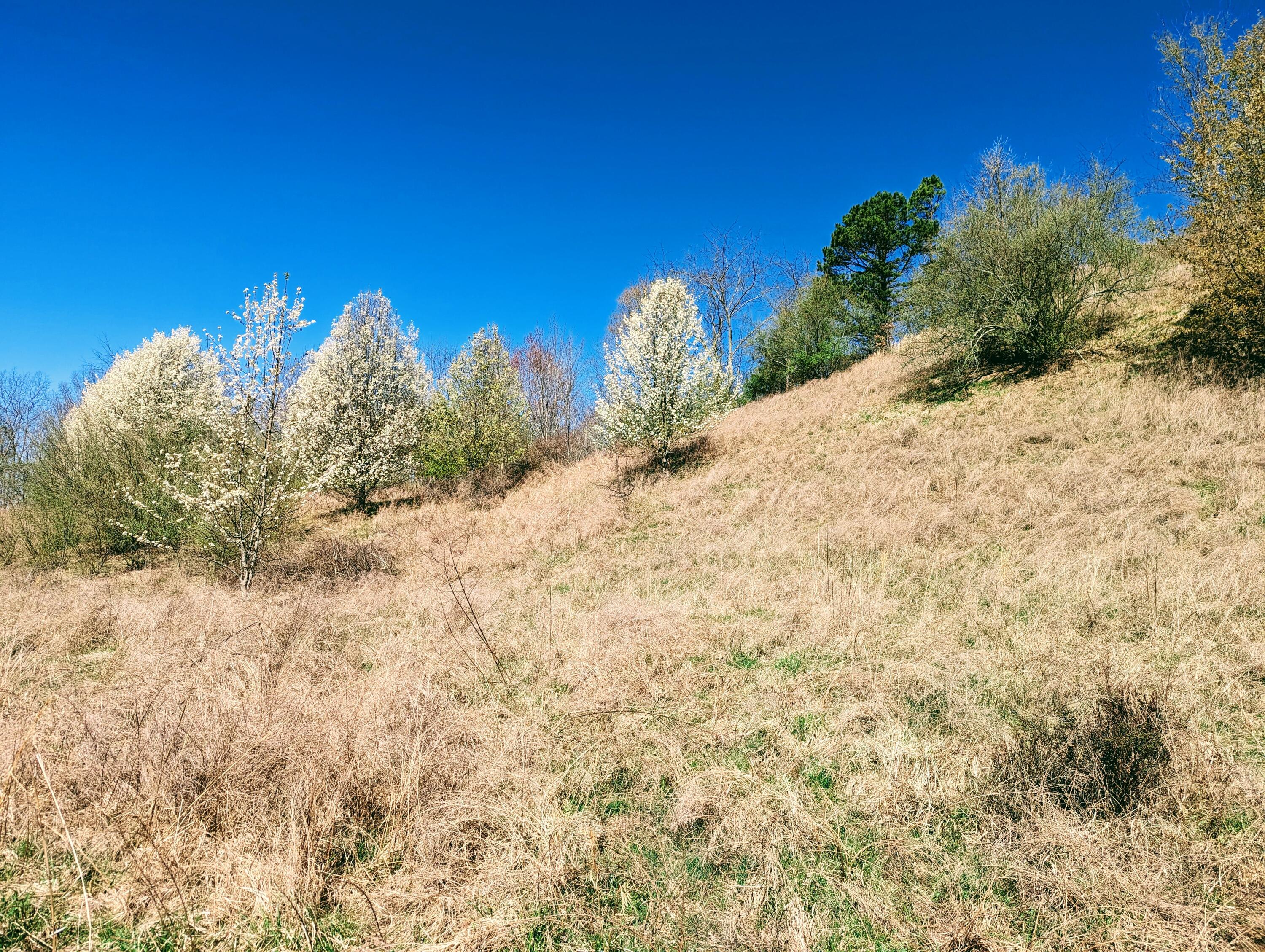 Tbd Honey Camp, Clintwood, Virginia image 8