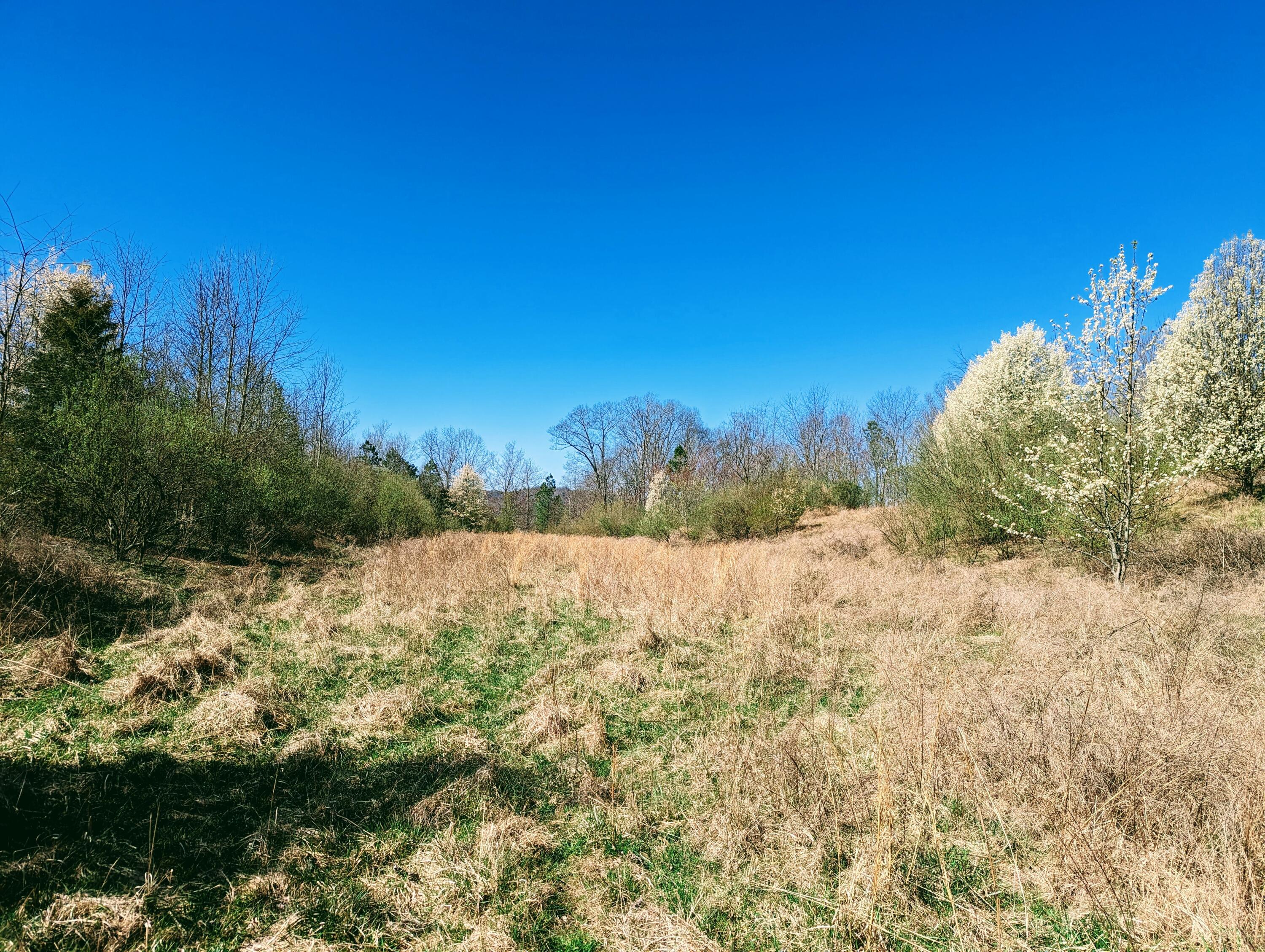 Tbd Honey Camp, Clintwood, Virginia image 9