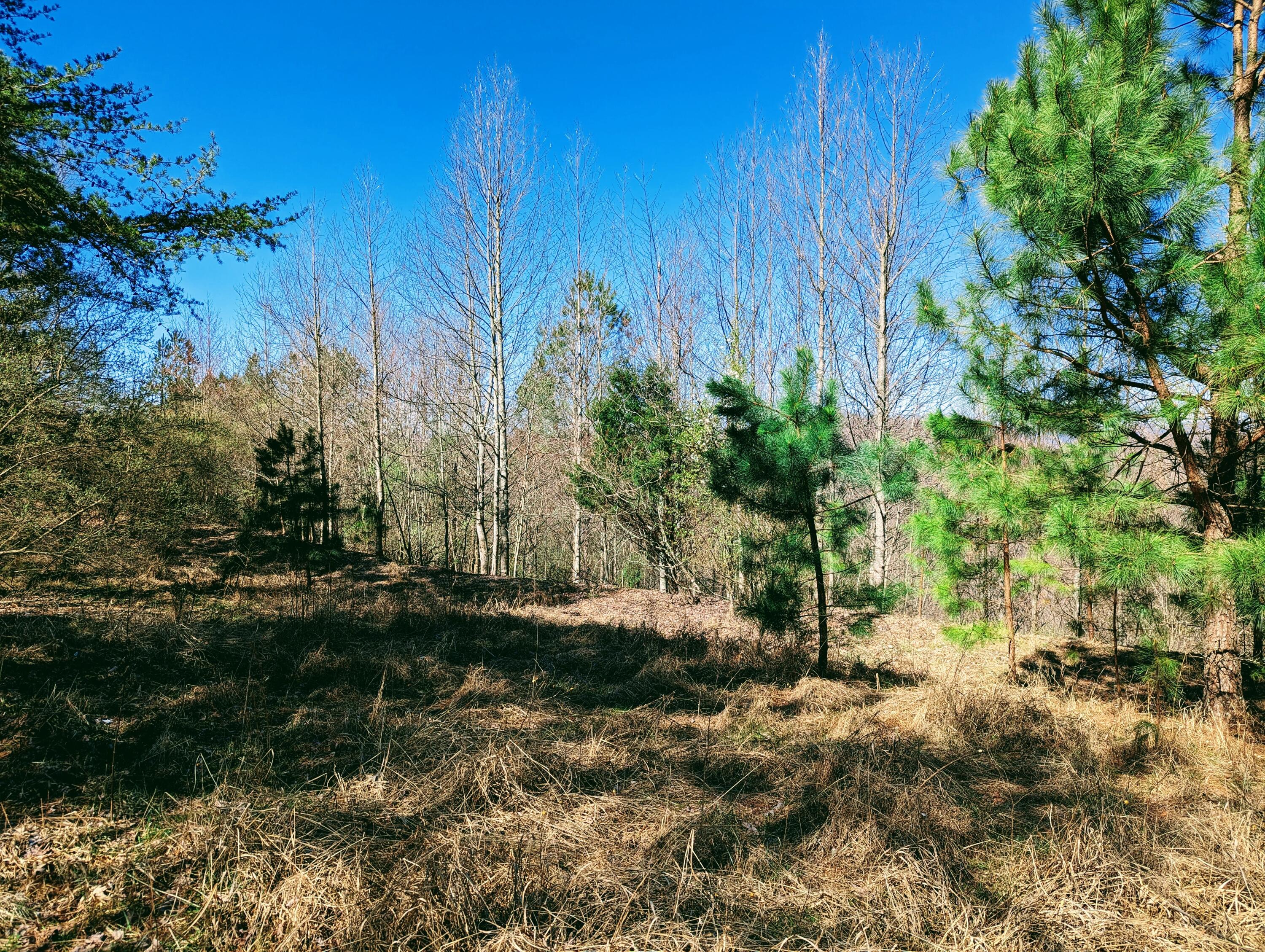 Tbd Honey Camp, Clintwood, Virginia image 2