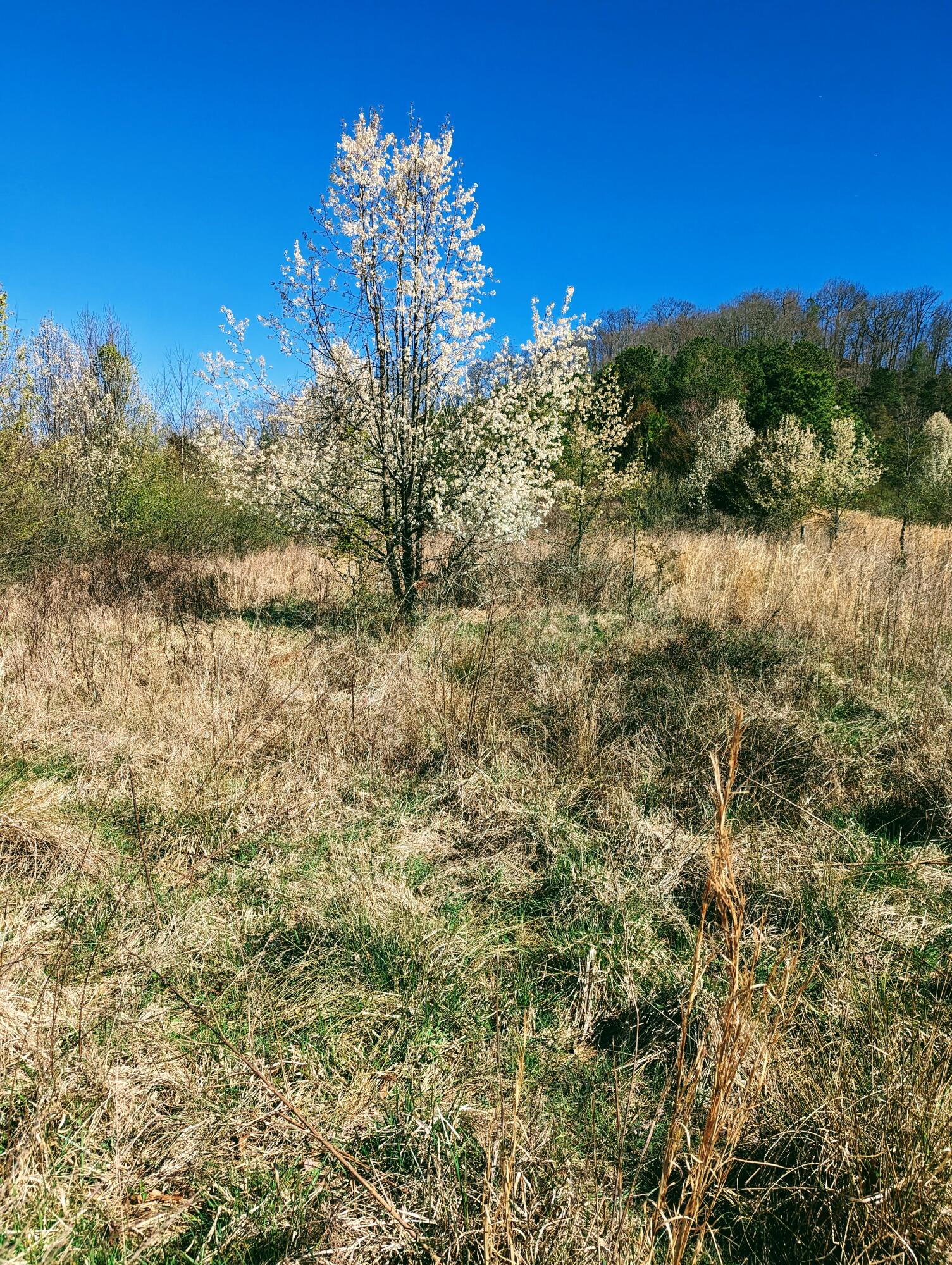 Tbd Honey Camp, Clintwood, Virginia image 11