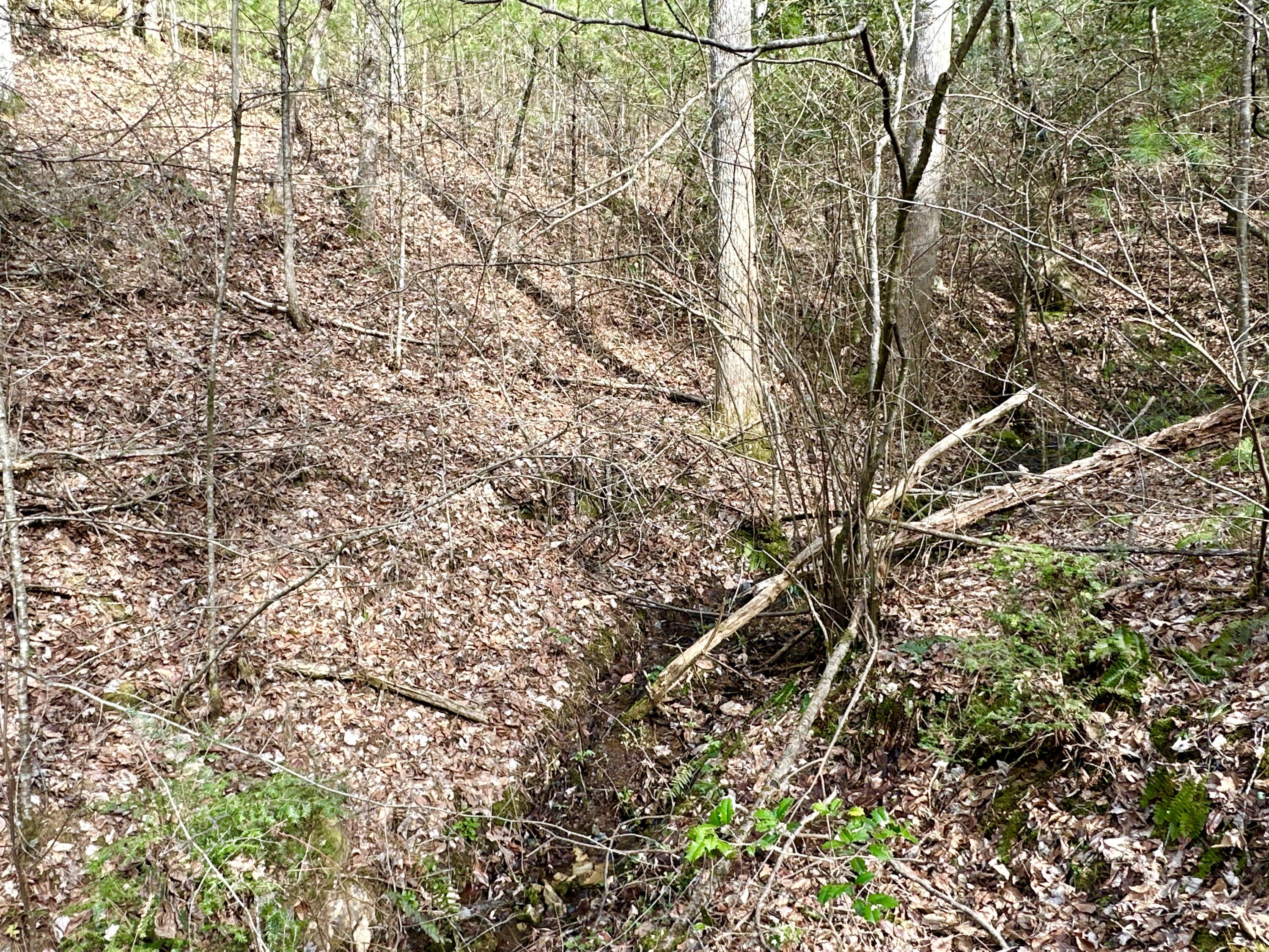 Lot 22 Horse Shoe Way, Del Rio, Tennessee image 7