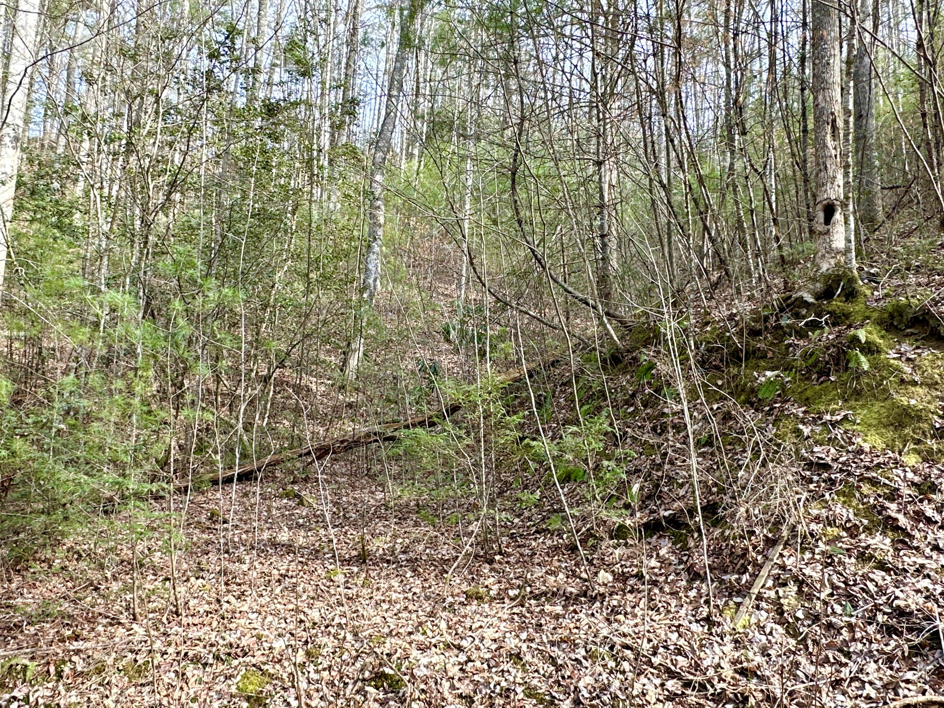 Lot 22 Horse Shoe Way, Del Rio, Tennessee image 4