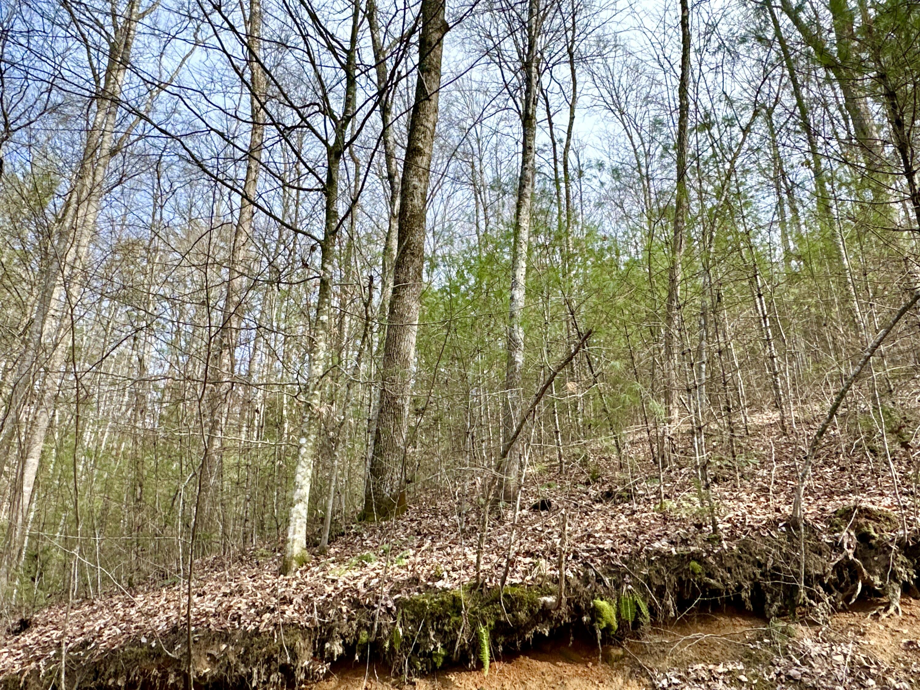 Lot 22 Horse Shoe Way, Del Rio, Tennessee image 10