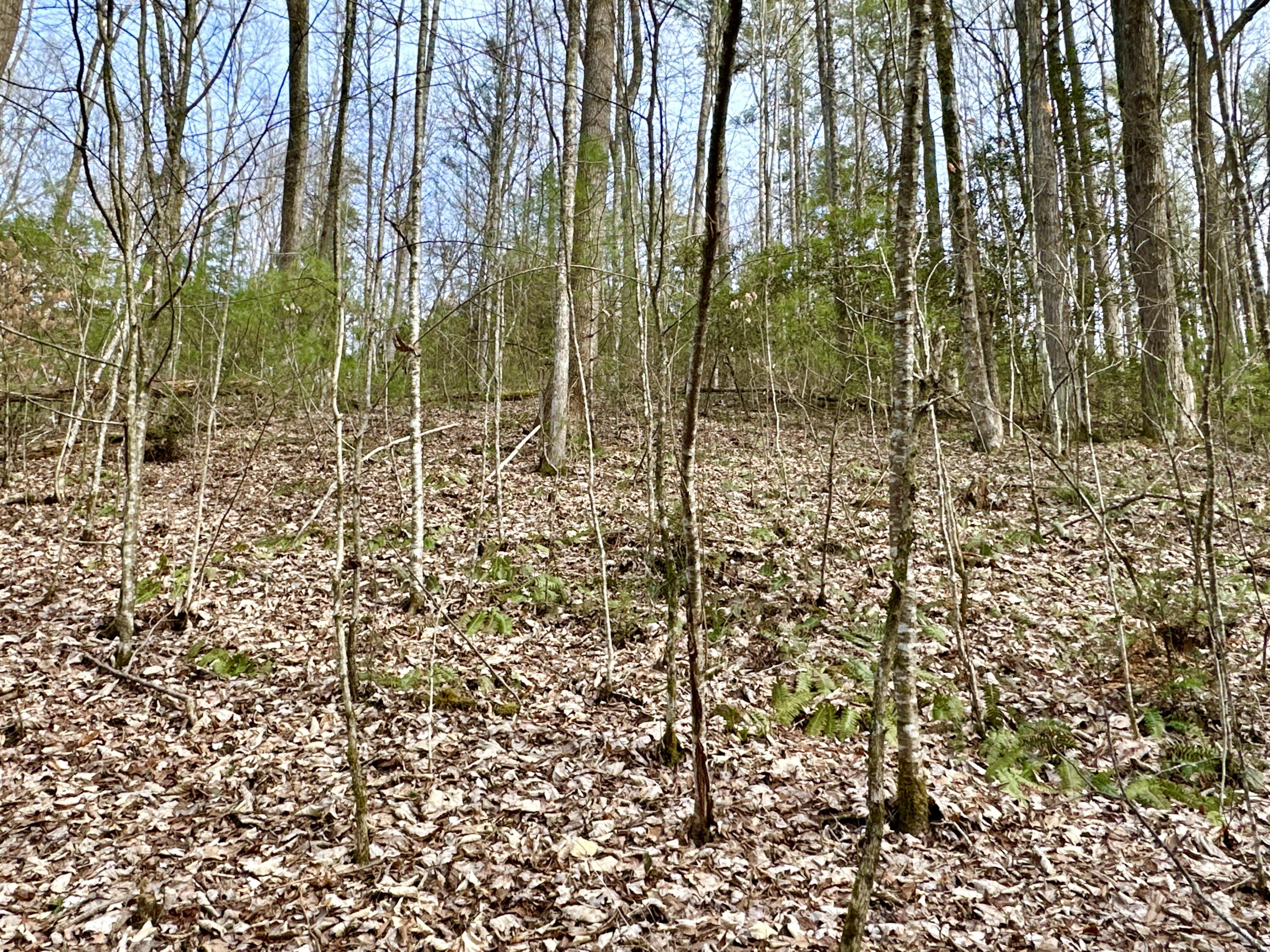 Lot 22 Horse Shoe Way, Del Rio, Tennessee image 3