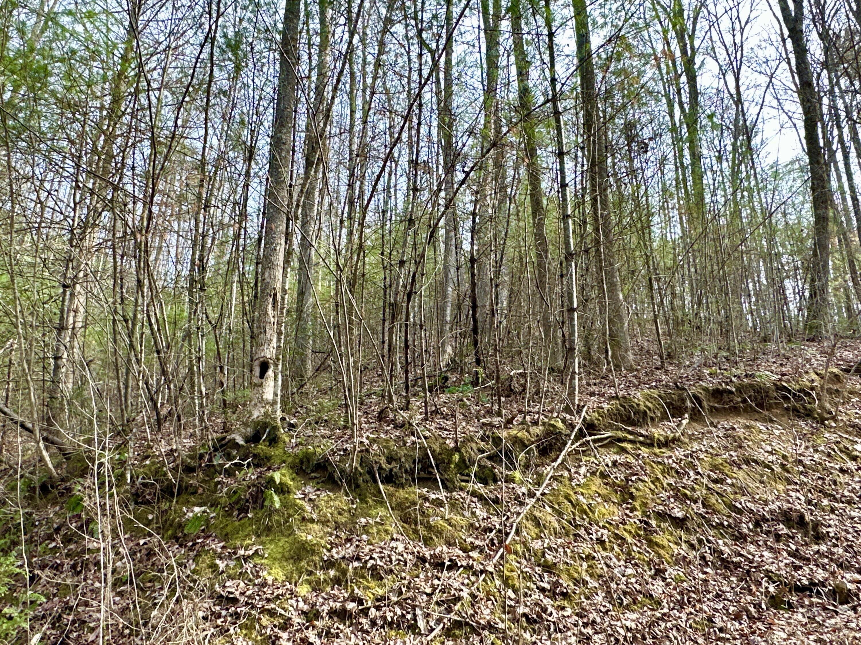 Lot 22 Horse Shoe Way, Del Rio, Tennessee image 9
