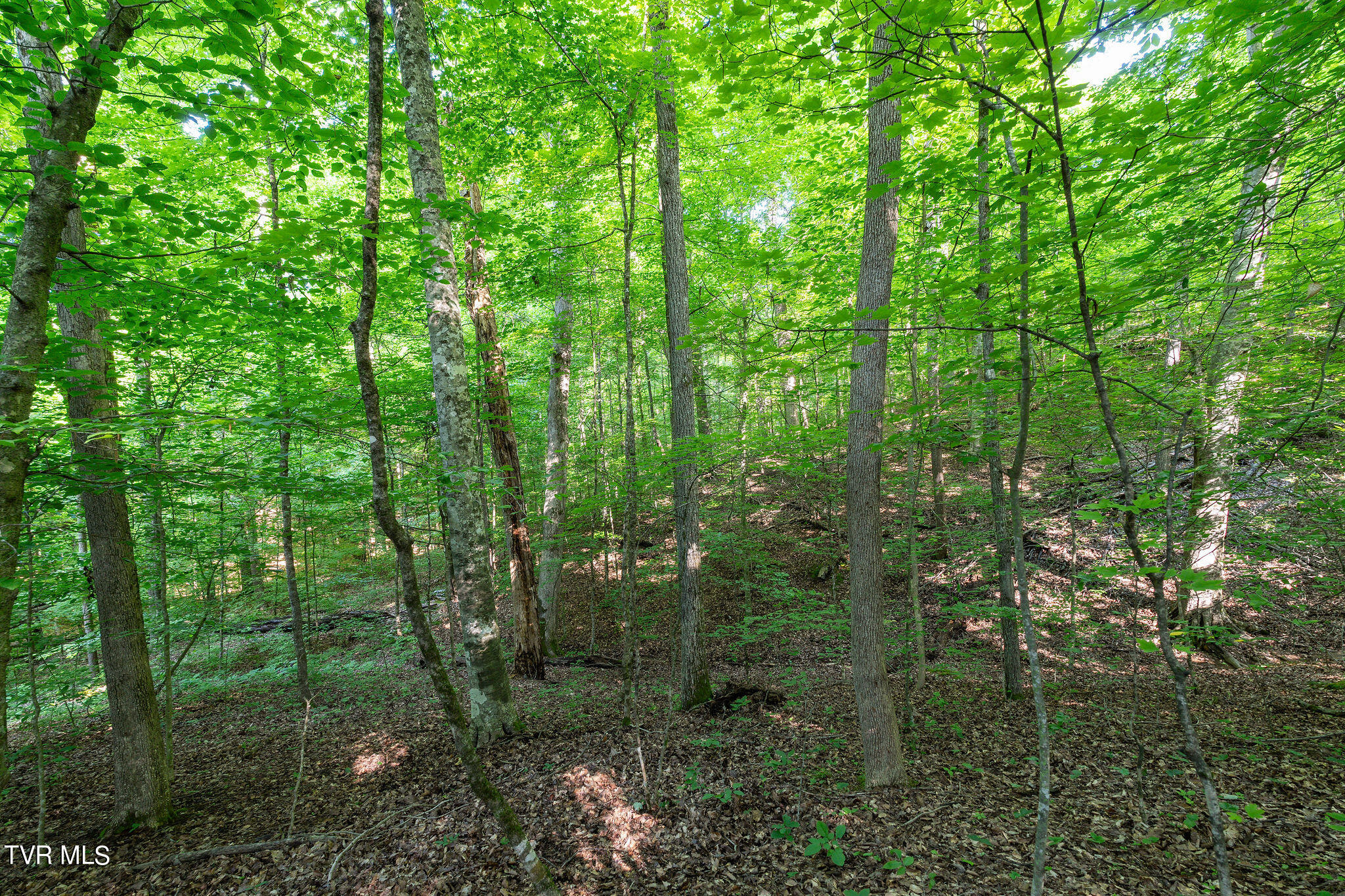 Hollow Court, White Pine, Tennessee image 24