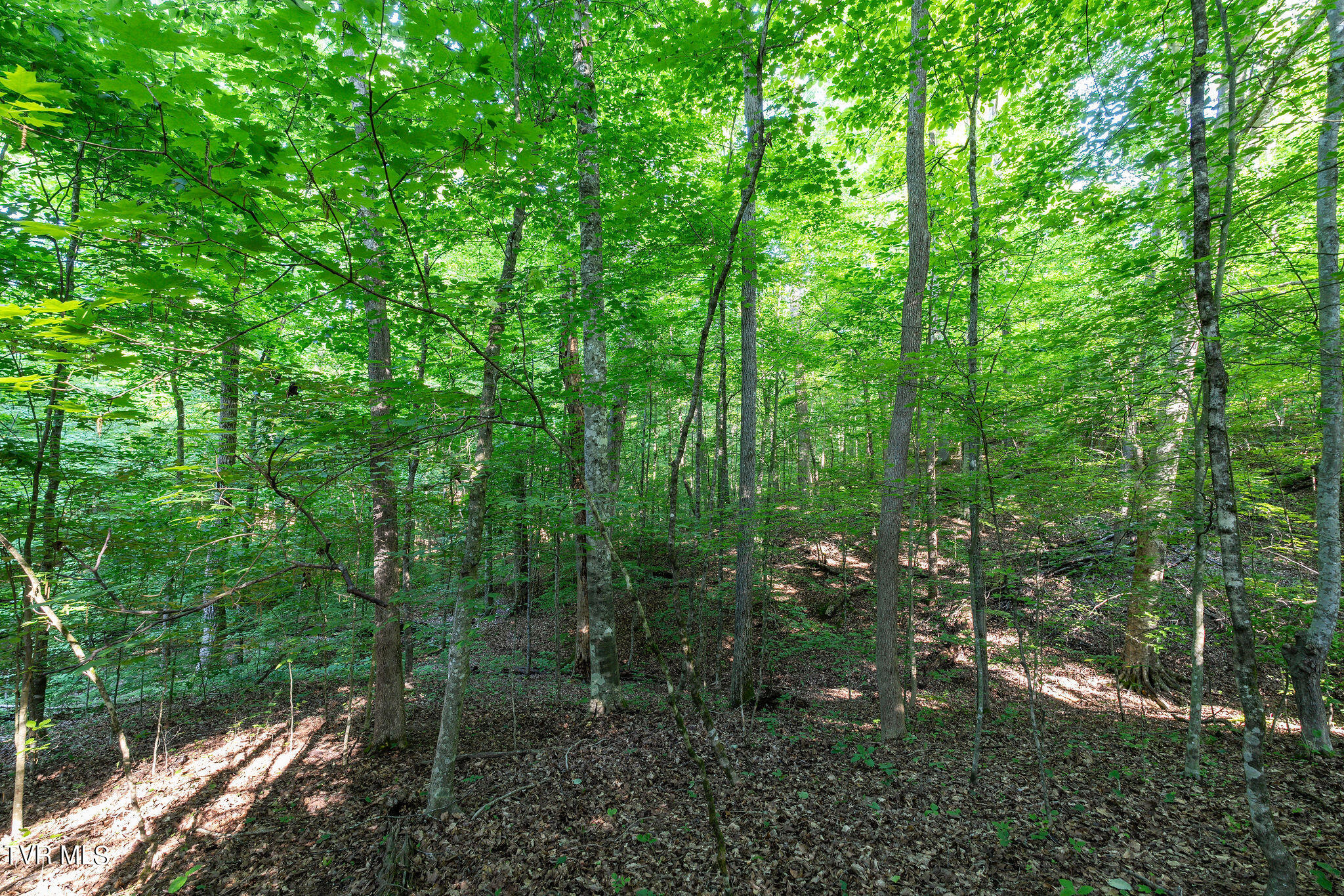 Hollow Court, White Pine, Tennessee image 11
